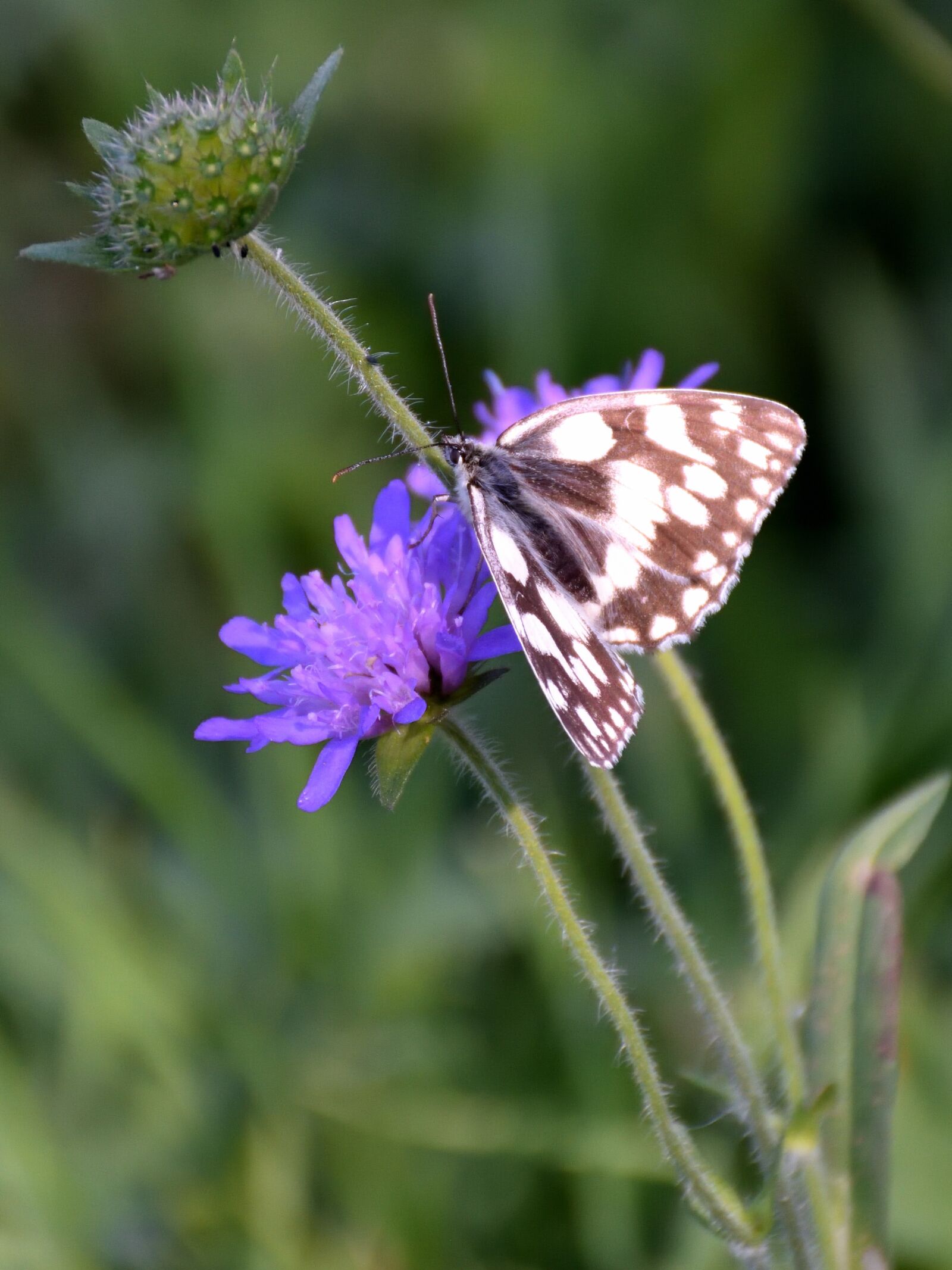 Nikon D5500 sample photo. Butterfly, blossom, bloom photography