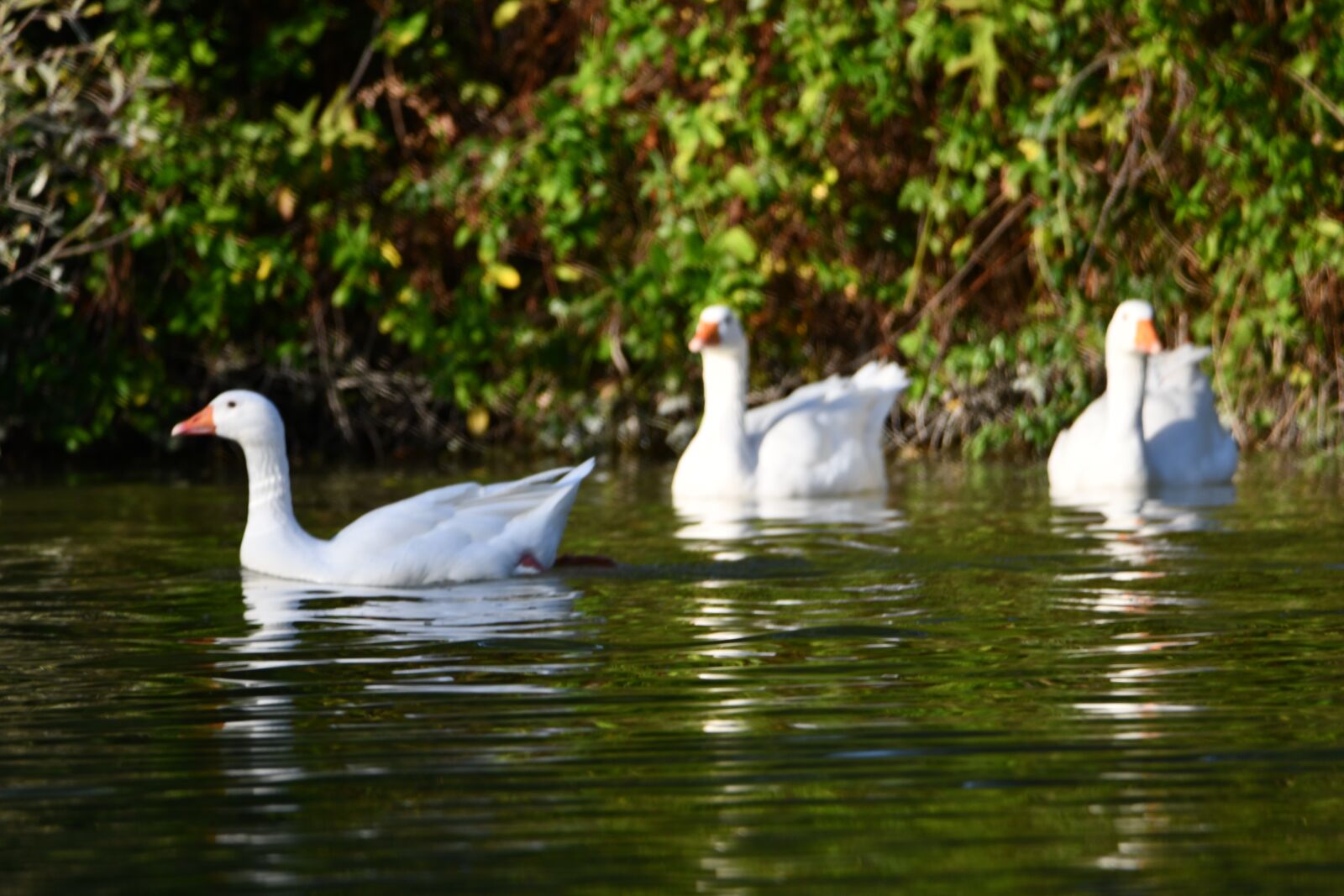 Nikon D7500 sample photo. Ducks, pond, avi photography