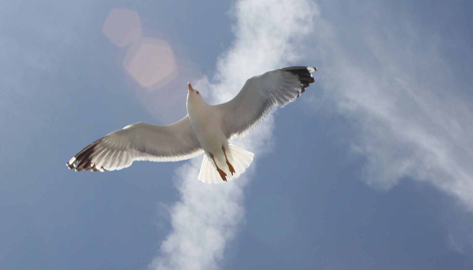 Canon EOS 450D (EOS Rebel XSi / EOS Kiss X2) sample photo. Seagull, blue sky, freedom photography
