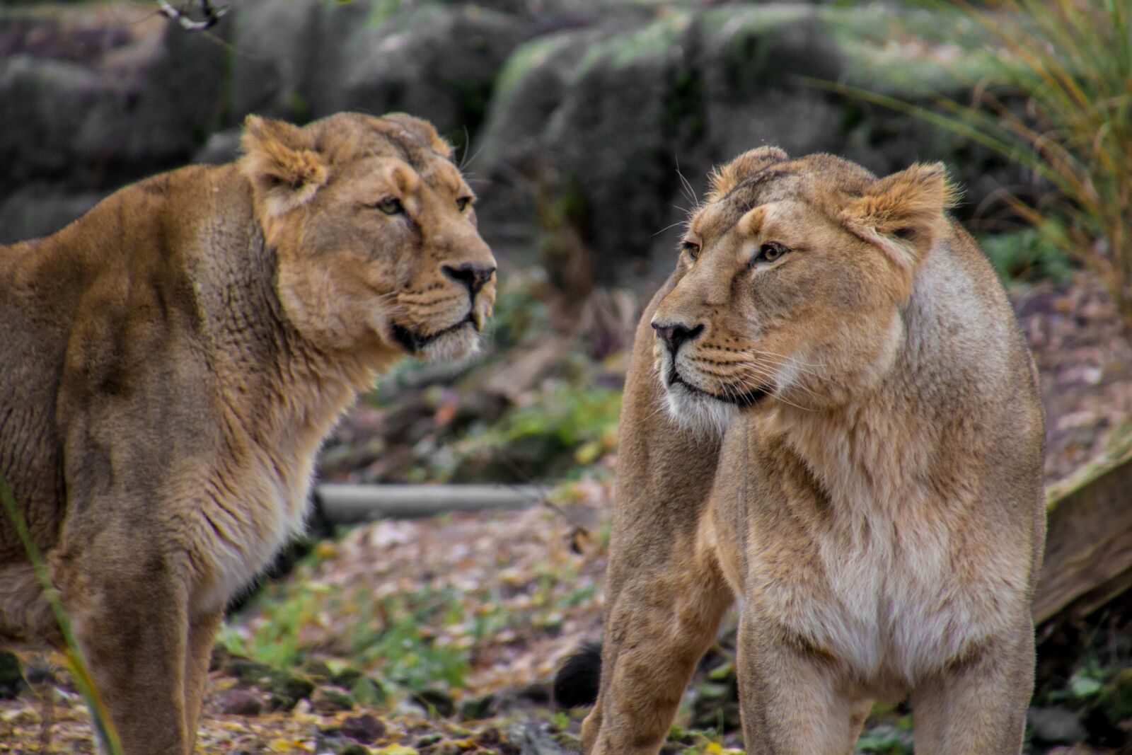 Canon EOS 70D sample photo. Lion, leo, animal photography