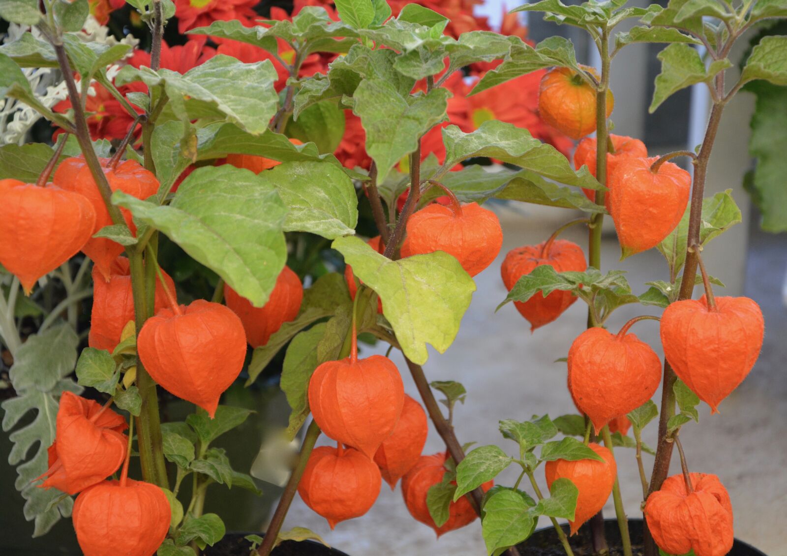 Nikon D5200 sample photo. Plant, physalis, color orange photography
