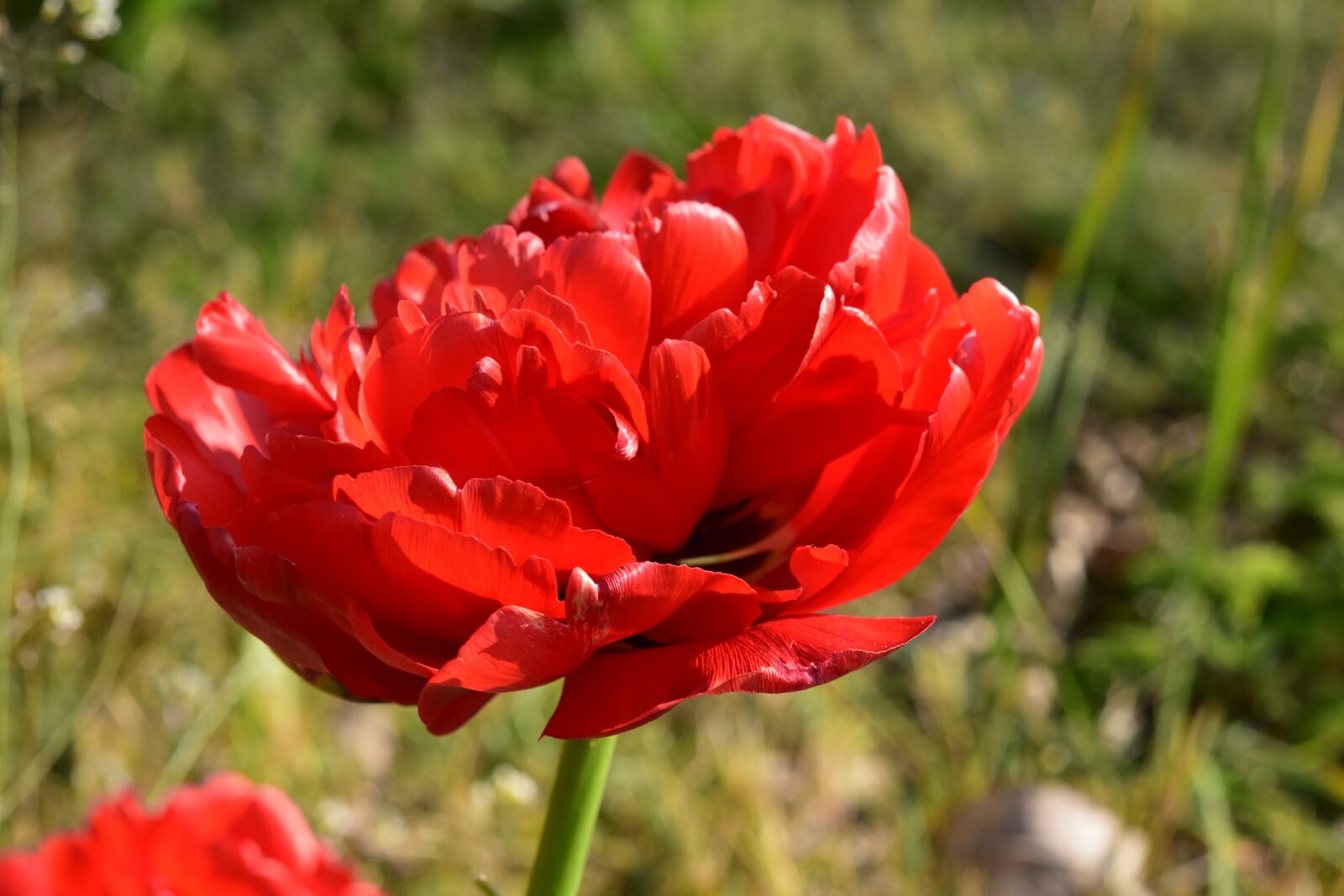 Nikon D5600 sample photo. Flower, red tulip, red photography