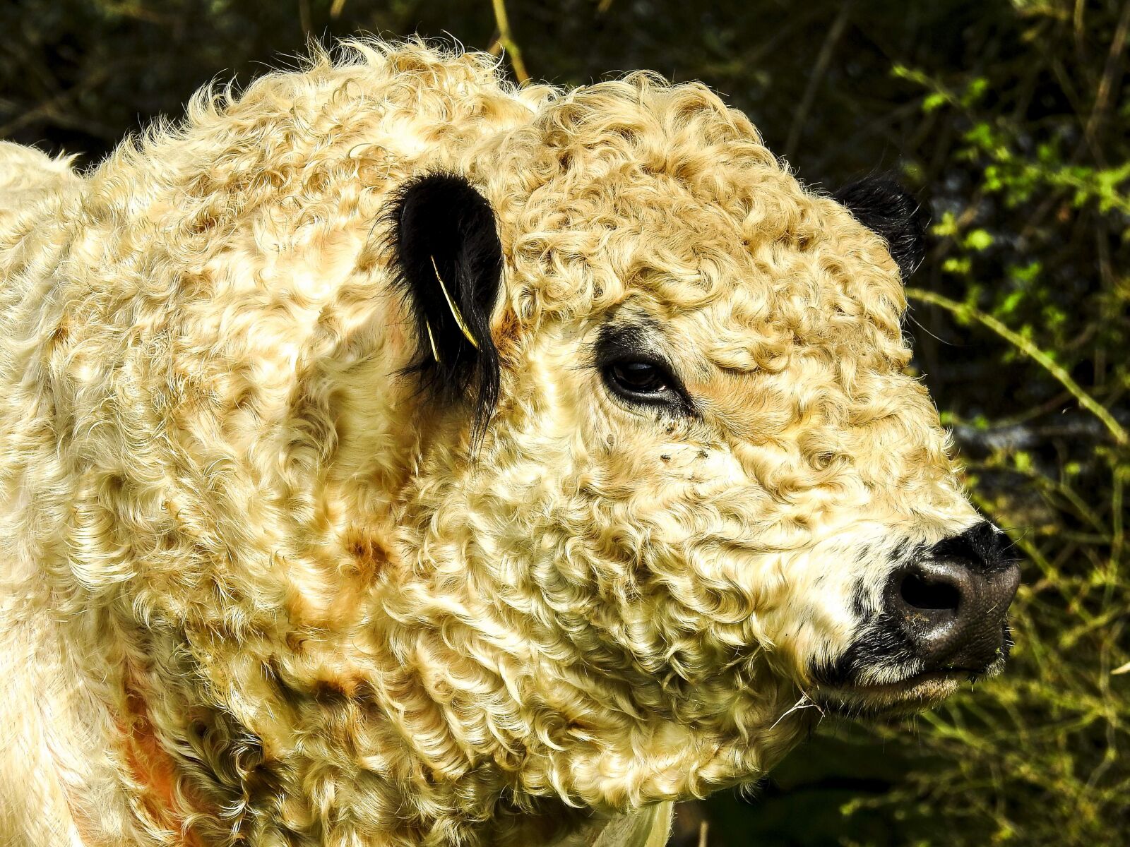 Nikon Coolpix P900 sample photo. Galloway, weidetier, animal photography