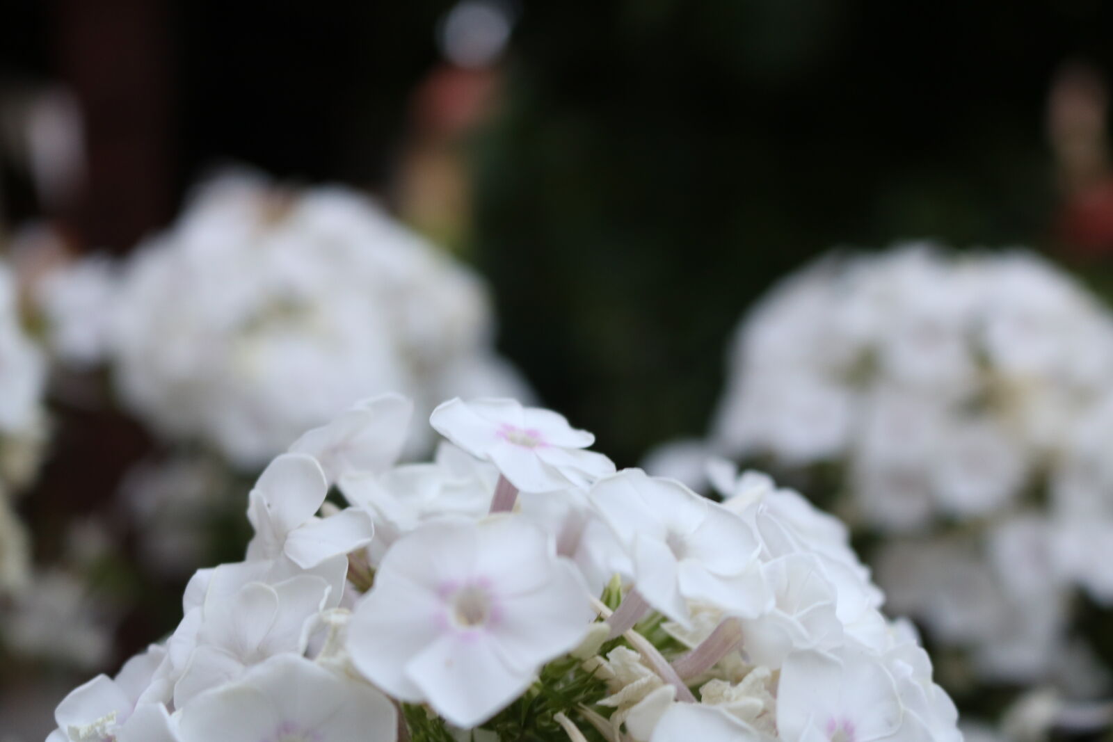 Canon EOS 750D (EOS Rebel T6i / EOS Kiss X8i) sample photo