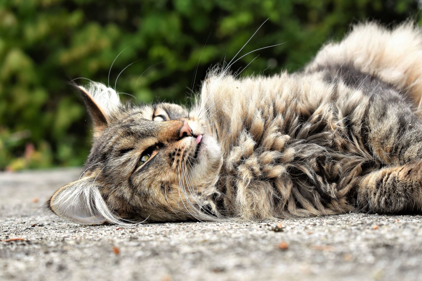 Nikon D5500 sample photo. Cat, animal, portrait photography