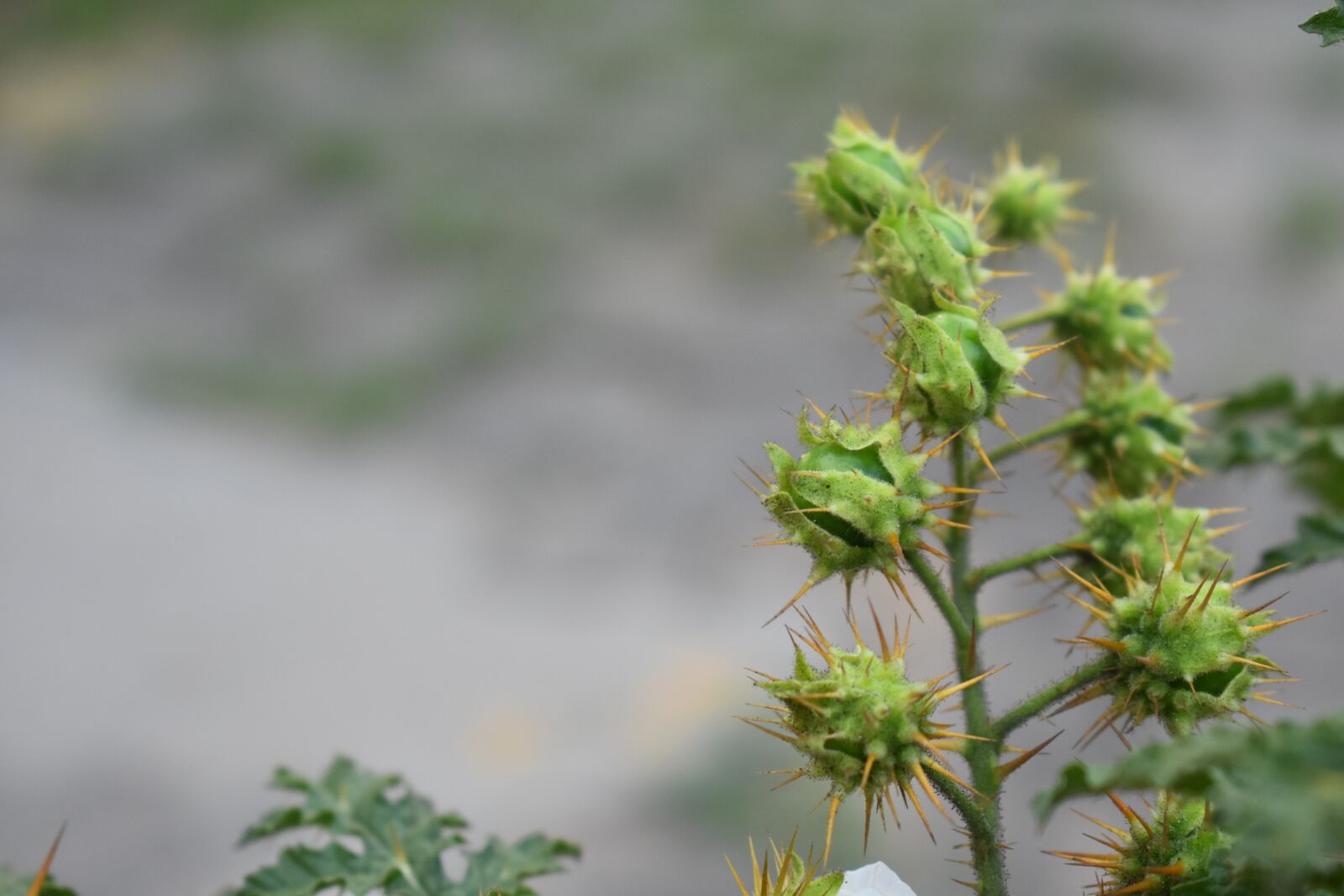 Nikon D3400 sample photo. Nature, trees, flowers photography
