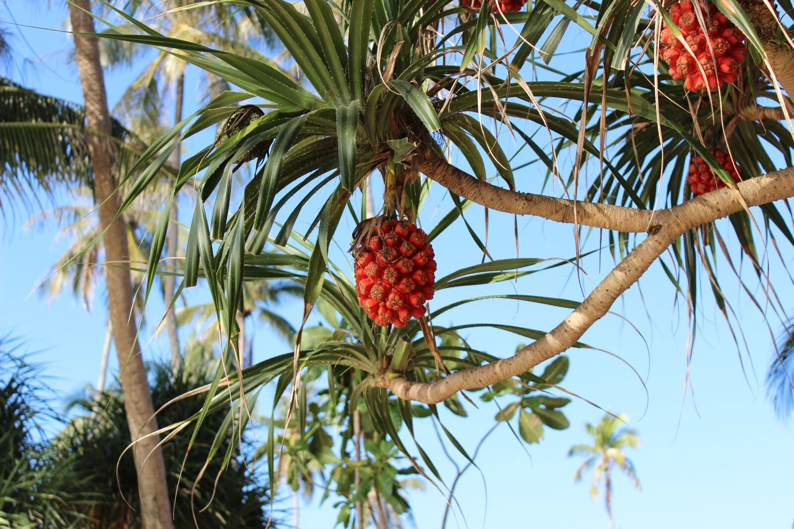 Canon EOS 600D (Rebel EOS T3i / EOS Kiss X5) sample photo. Pandan, thailand, natura photography