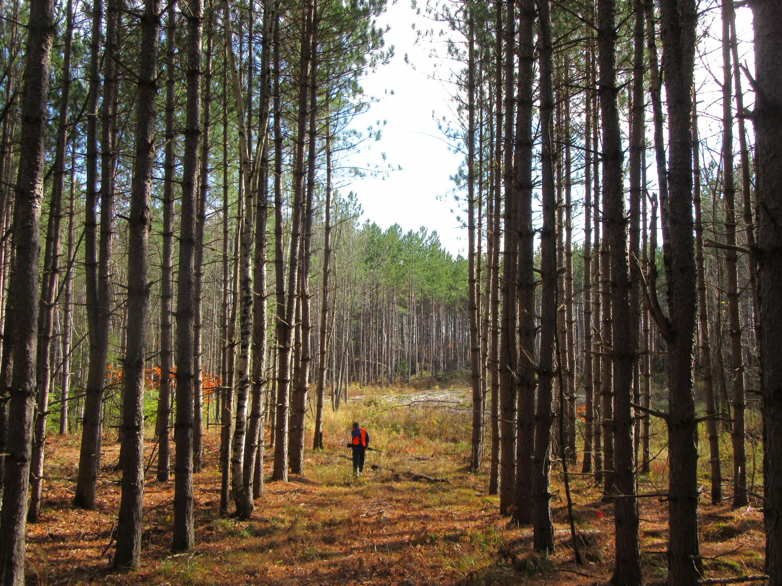 Canon PowerShot SX610 HS sample photo. Hunting, pine, trees, walking photography