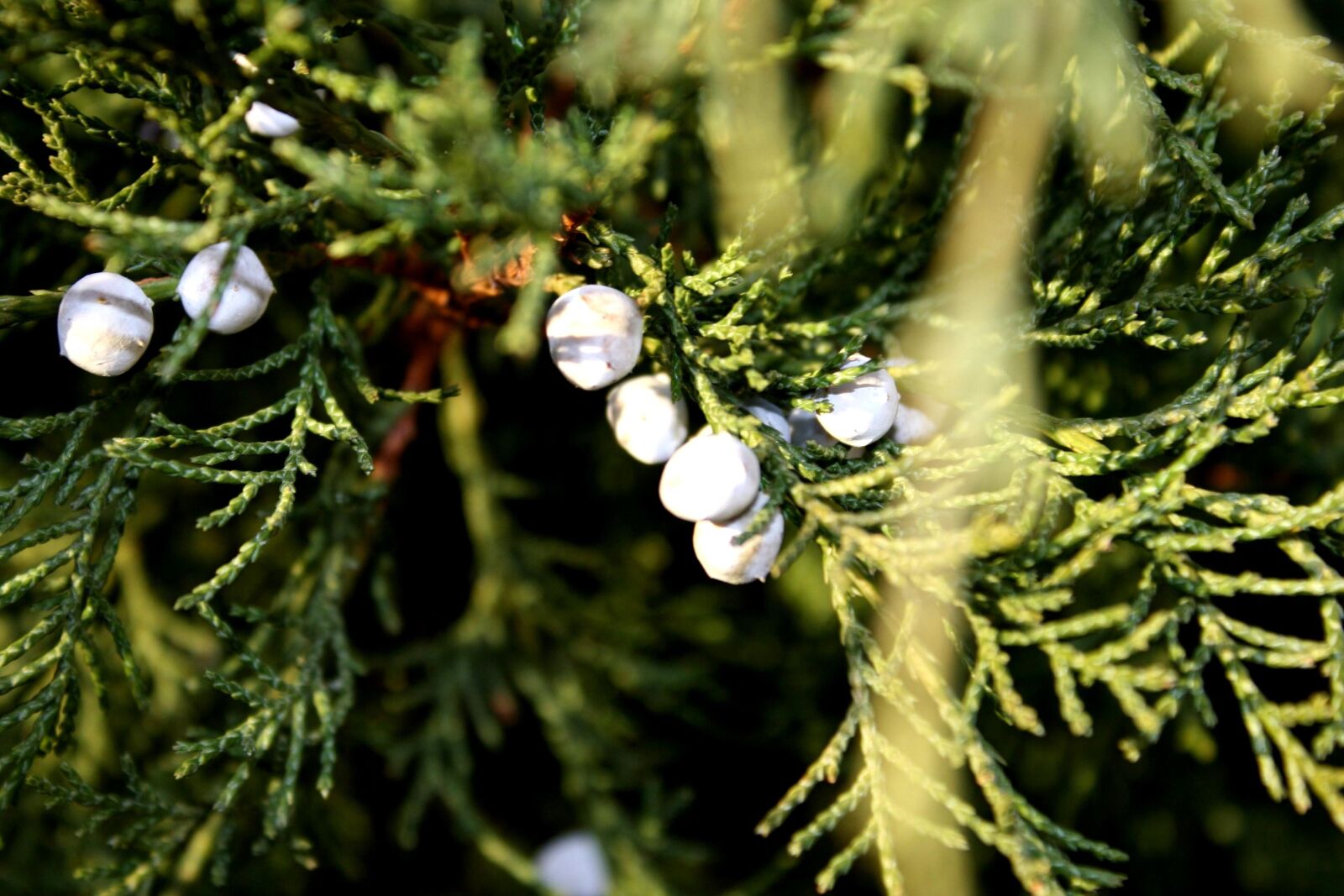f/3.5-5.6 IS sample photo. Juniper branch, berries, fruit photography