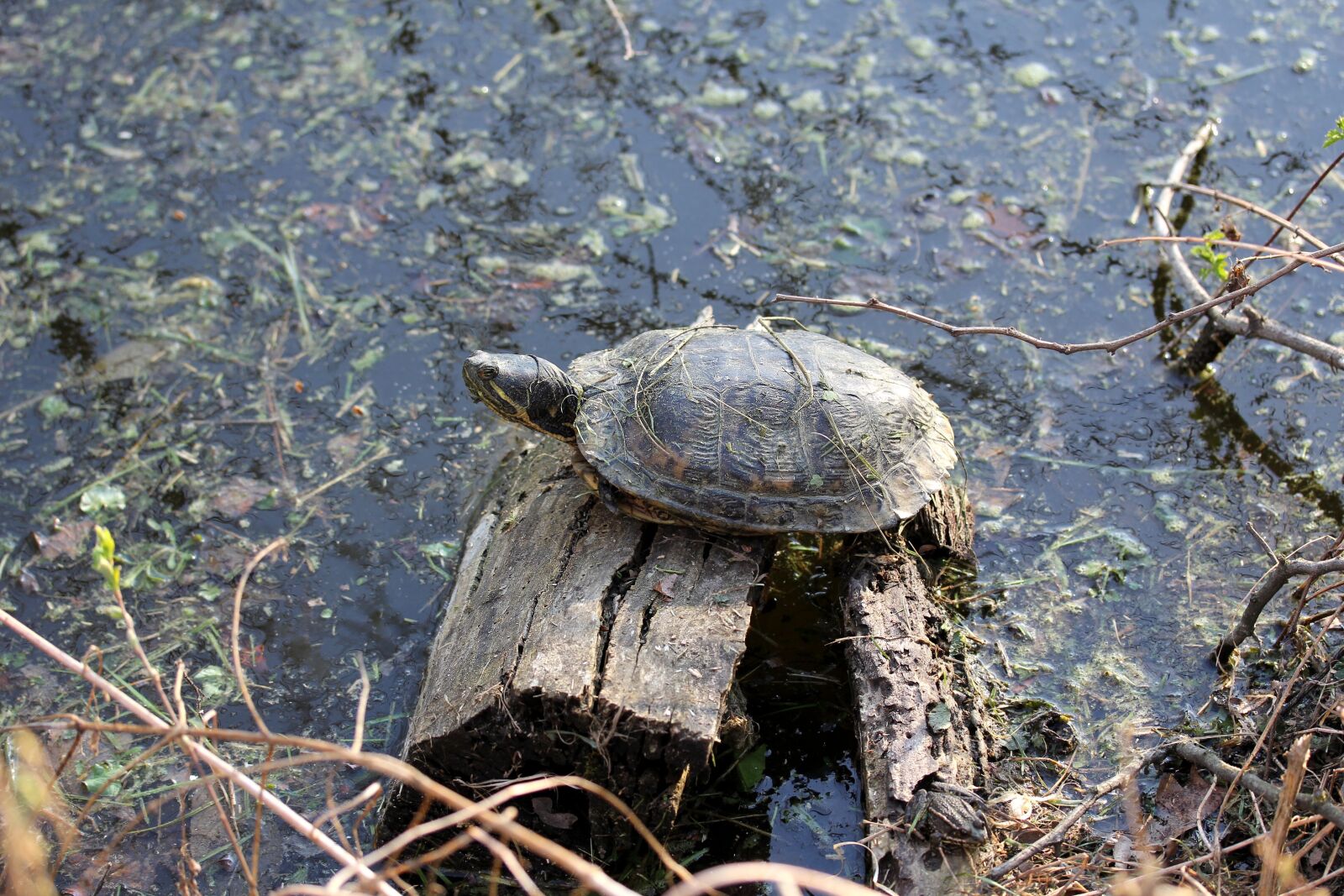 Canon EF-S 60mm F2.8 Macro USM sample photo. Korytnacka, turtle, animal photography