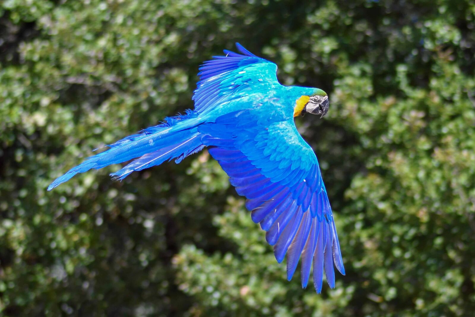 Nikon D500 sample photo. Macaw parrot, flight, nature photography
