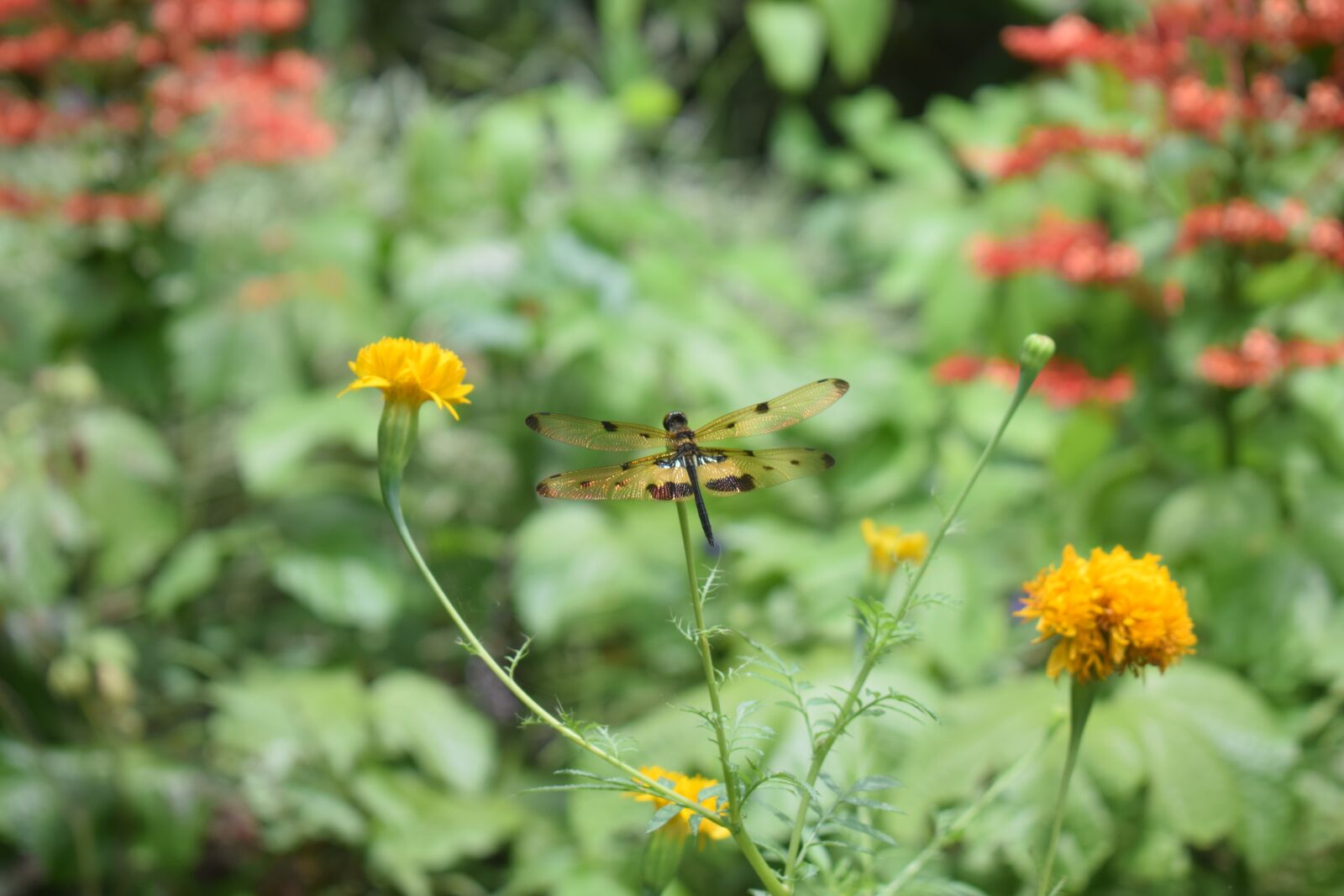 Nikon D3300 sample photo. Butterfly, nature, insect photography