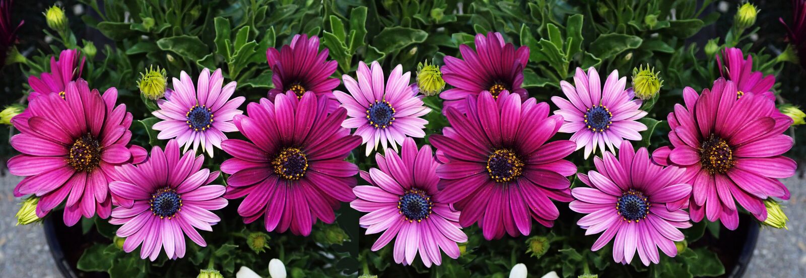 Olympus TG-5 sample photo. Daisies, flowers, pink photography