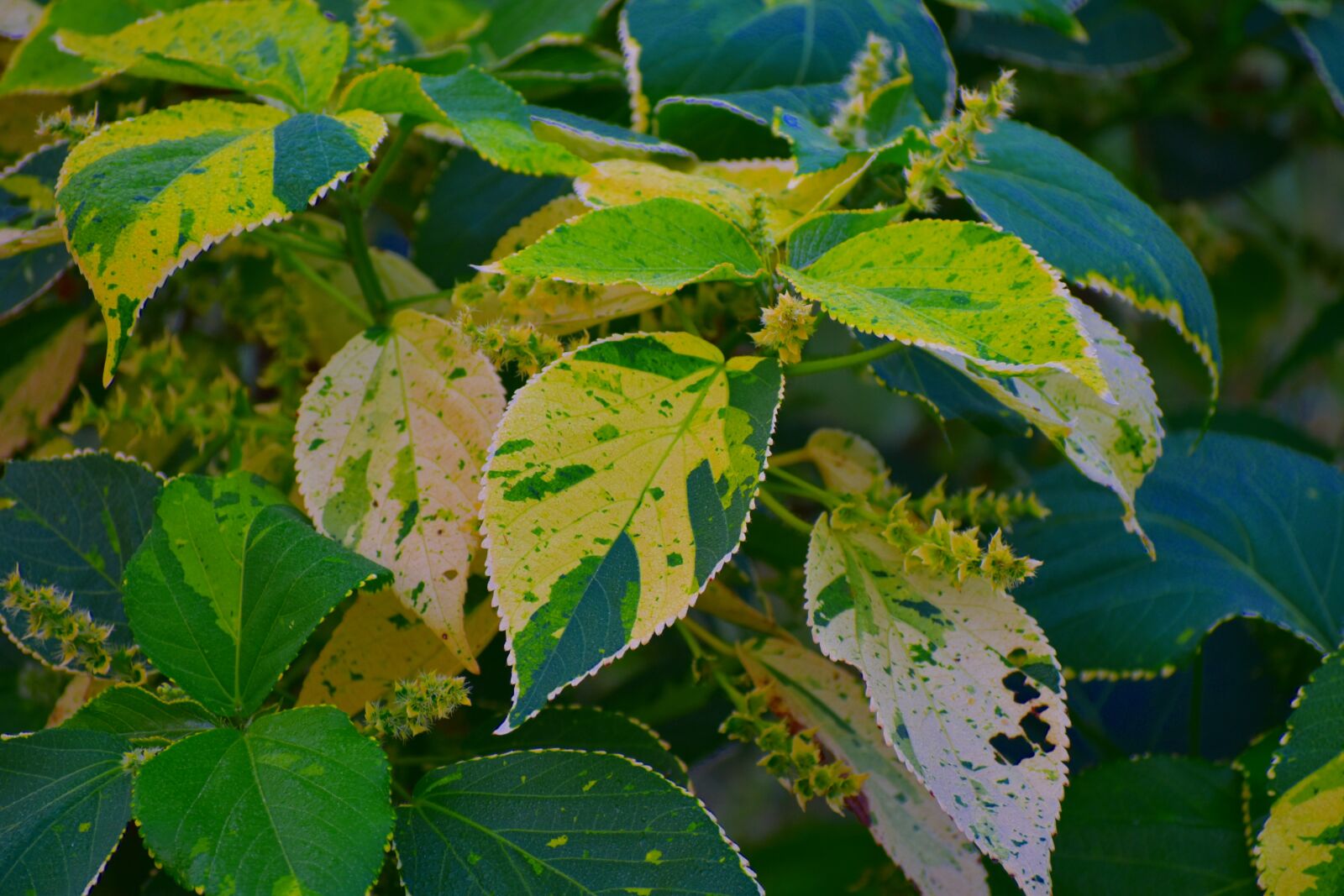 Nikon D5600 sample photo. Variegated leaves, big leaves photography
