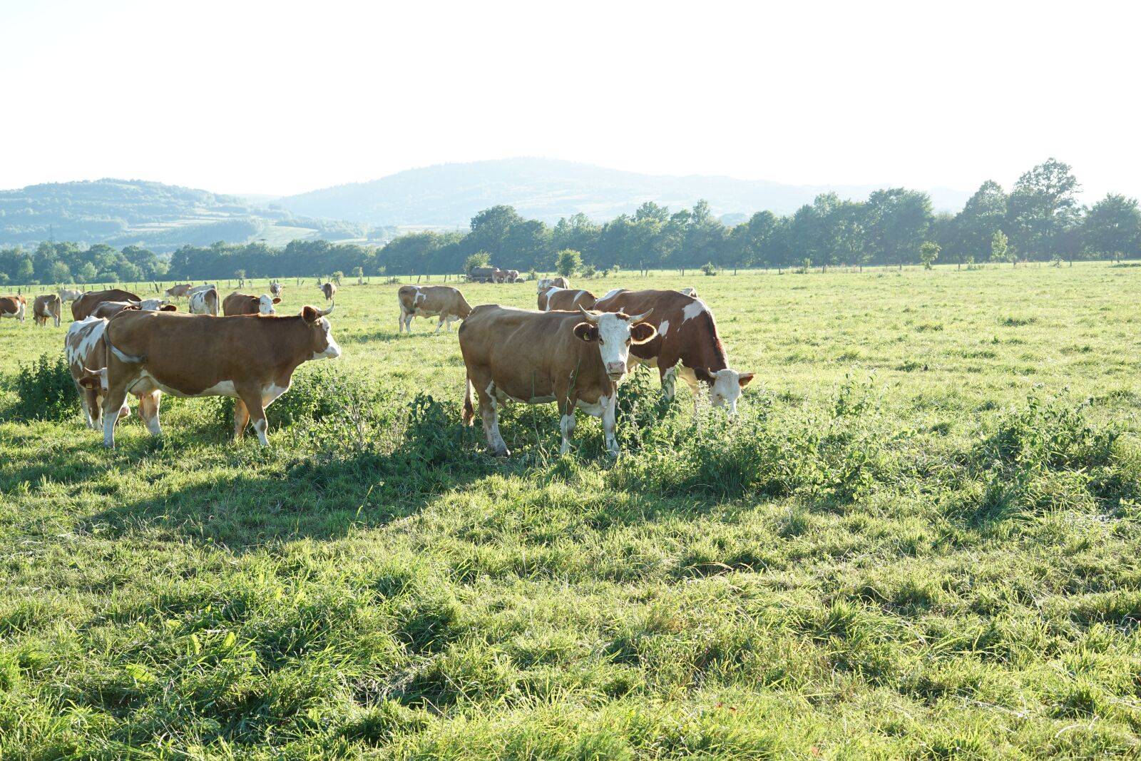 Sony a7 II + Sony FE 50mm F1.8 sample photo. Cow, cows, farm photography