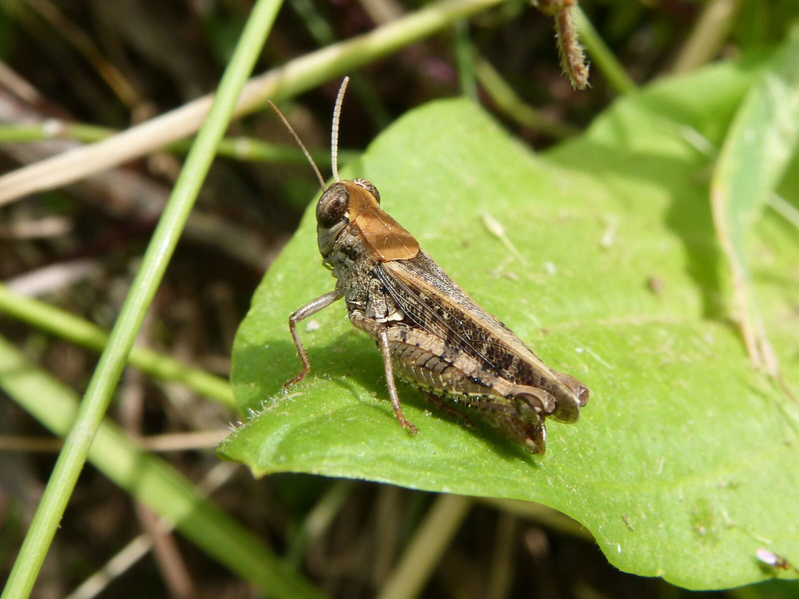 Panasonic DMC-FZ62 sample photo. Grasshopper, lobster, small photography