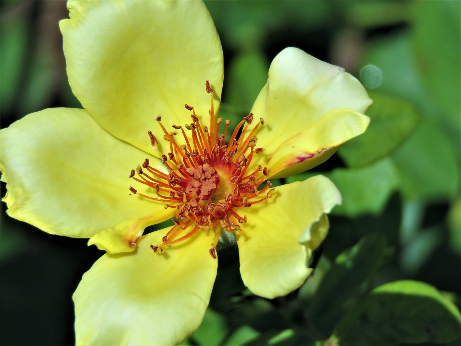 Canon PowerShot SX60 HS sample photo. Flower, yellow, rust photography