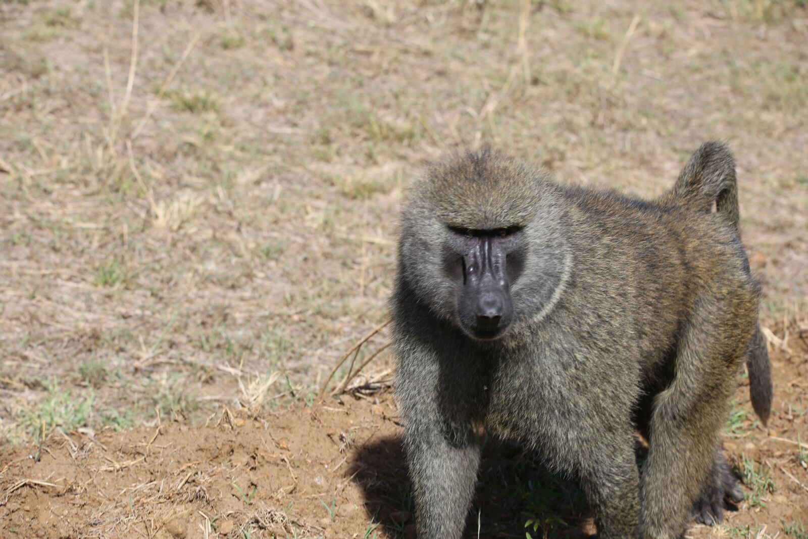 150-600mm F5-6.3 DG OS HSM | Contemporary 015 sample photo. Baboon, wildlife, safari photography