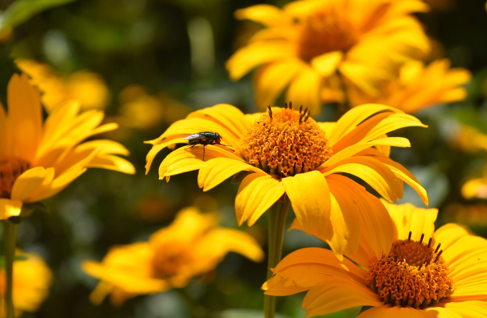Nikon D7200 sample photo. Flower, yellow, blossom photography