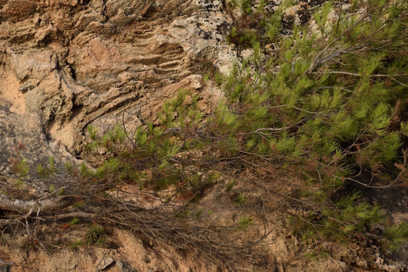 Nikon D5300 sample photo. Bush, nature photography