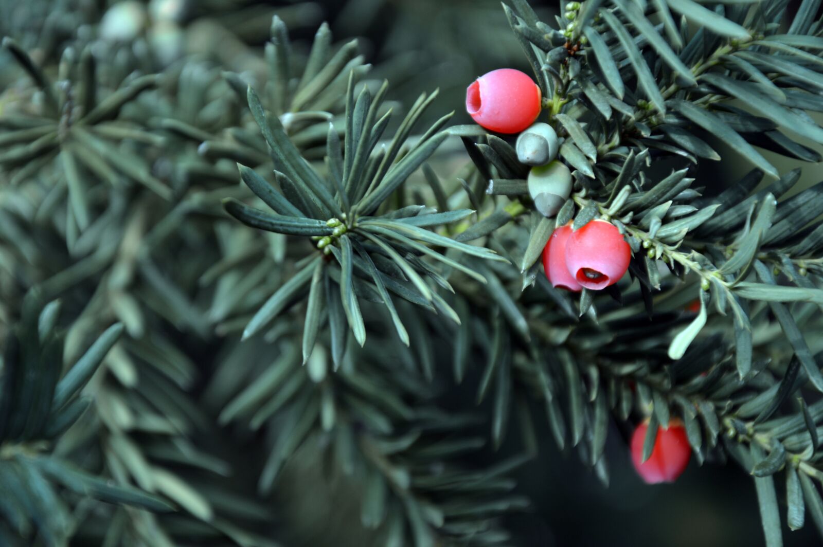 Nikon D3200 sample photo. Yew, needle green, infructescence photography