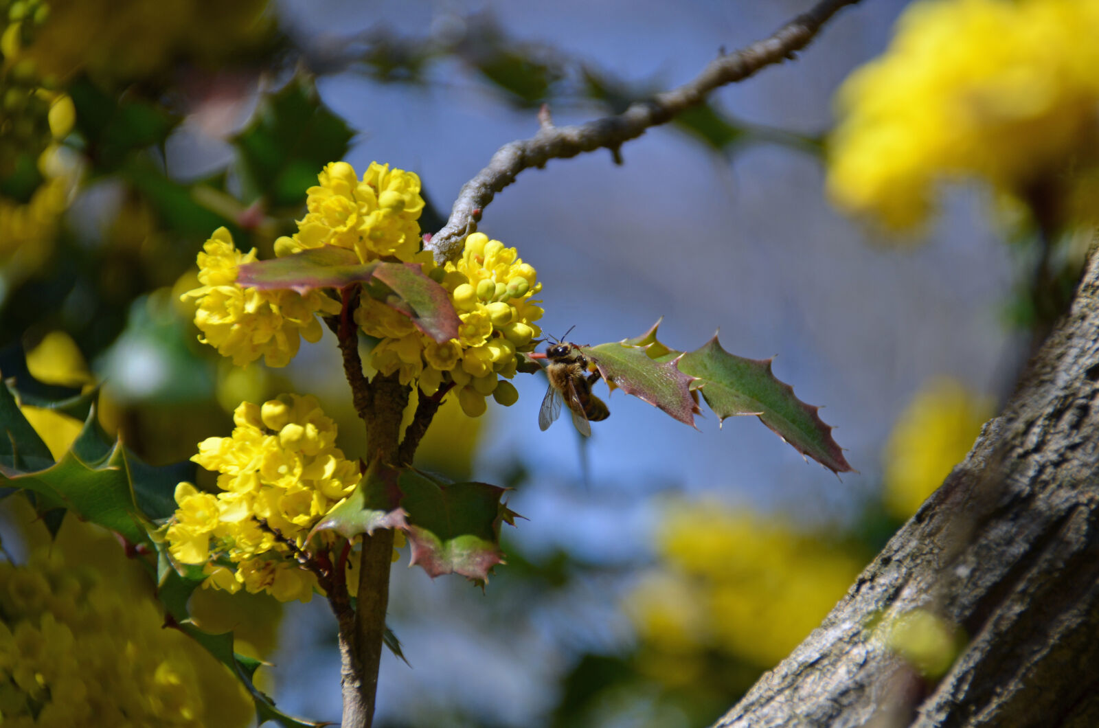 Nikon D7000 sample photo. Bee, on, bright, yellow photography