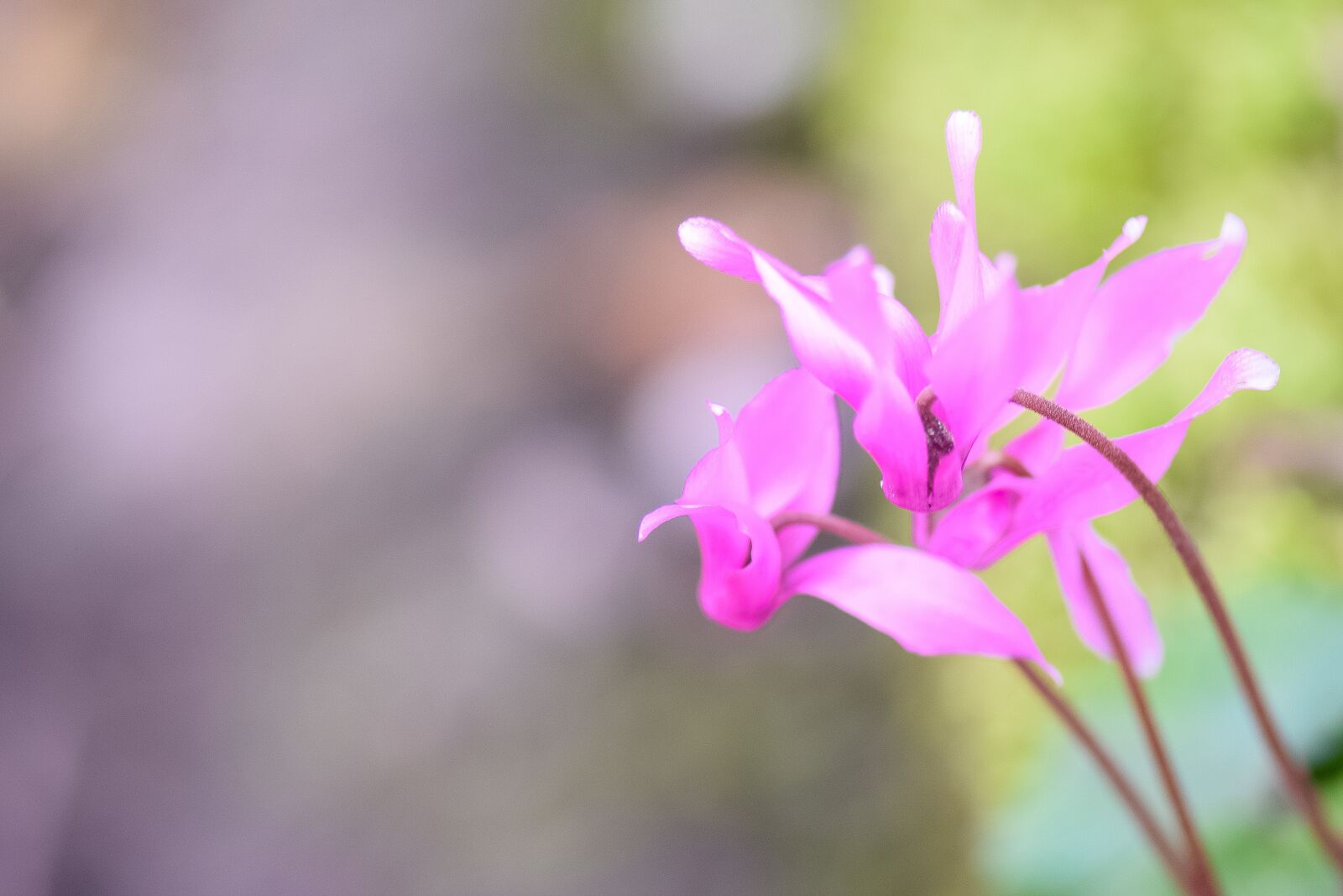 Nikon D5300 sample photo. African violet, violet, alpenveilchen photography