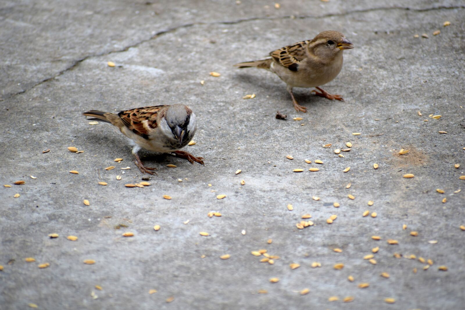 Nikon D3300 sample photo. Birds, sparrow, nature photography