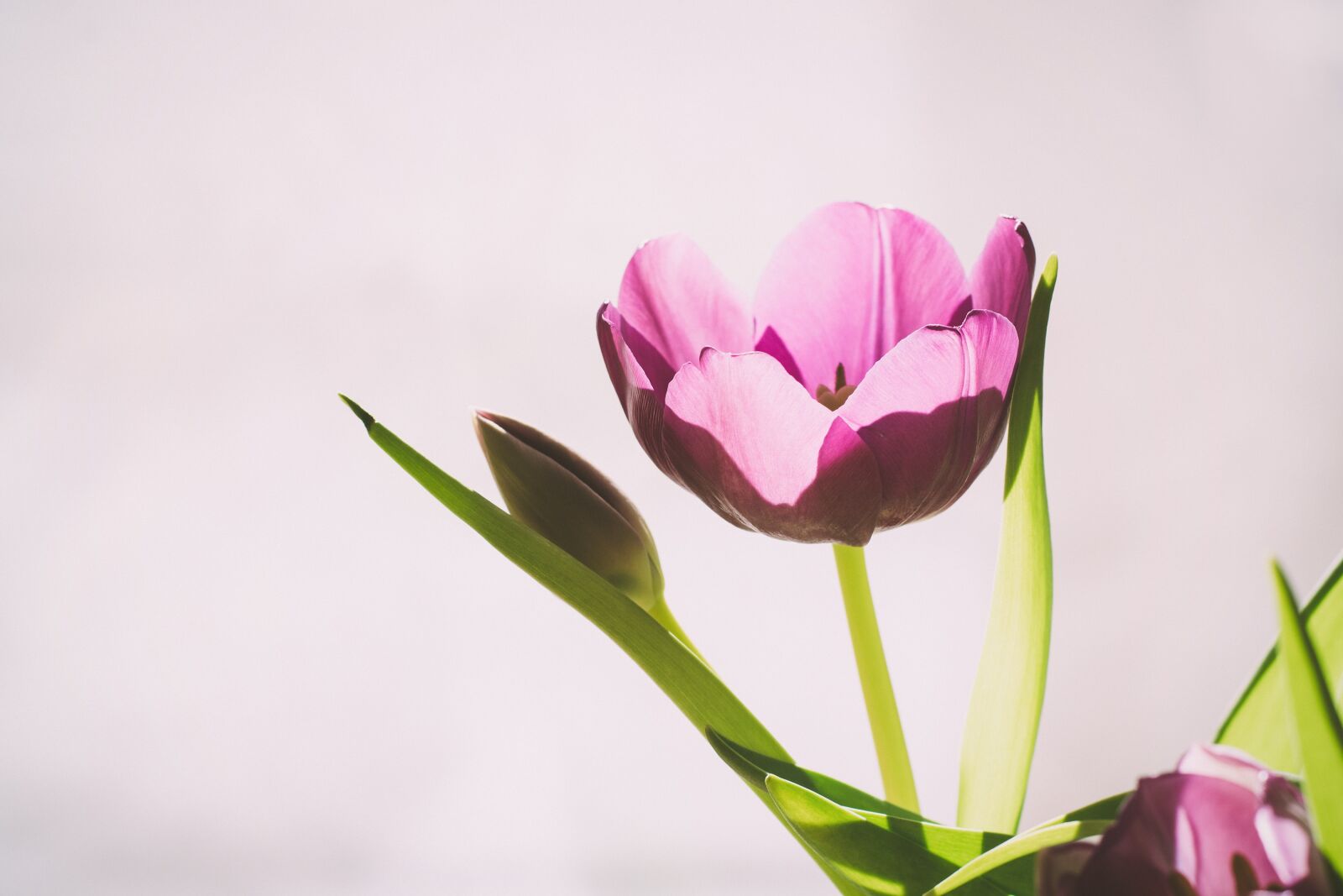 Nikon D7100 sample photo. Tulip, pink, dusky pink photography
