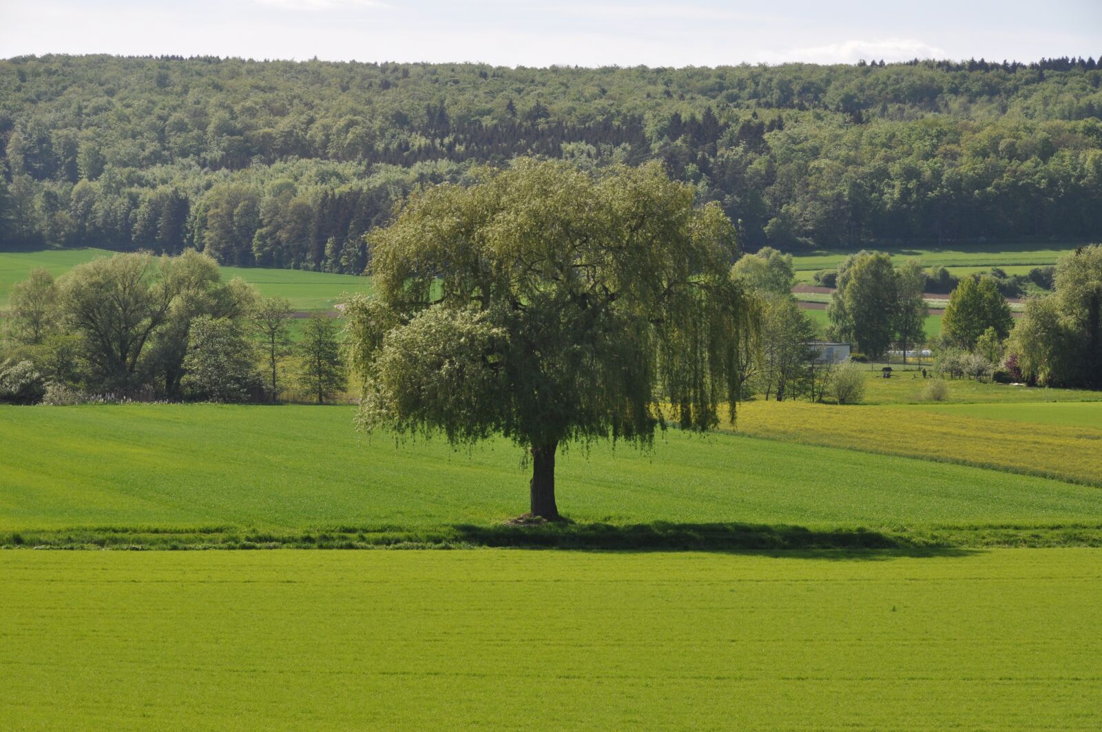 Nikon D5000 sample photo. Tree, landscape, nature photography