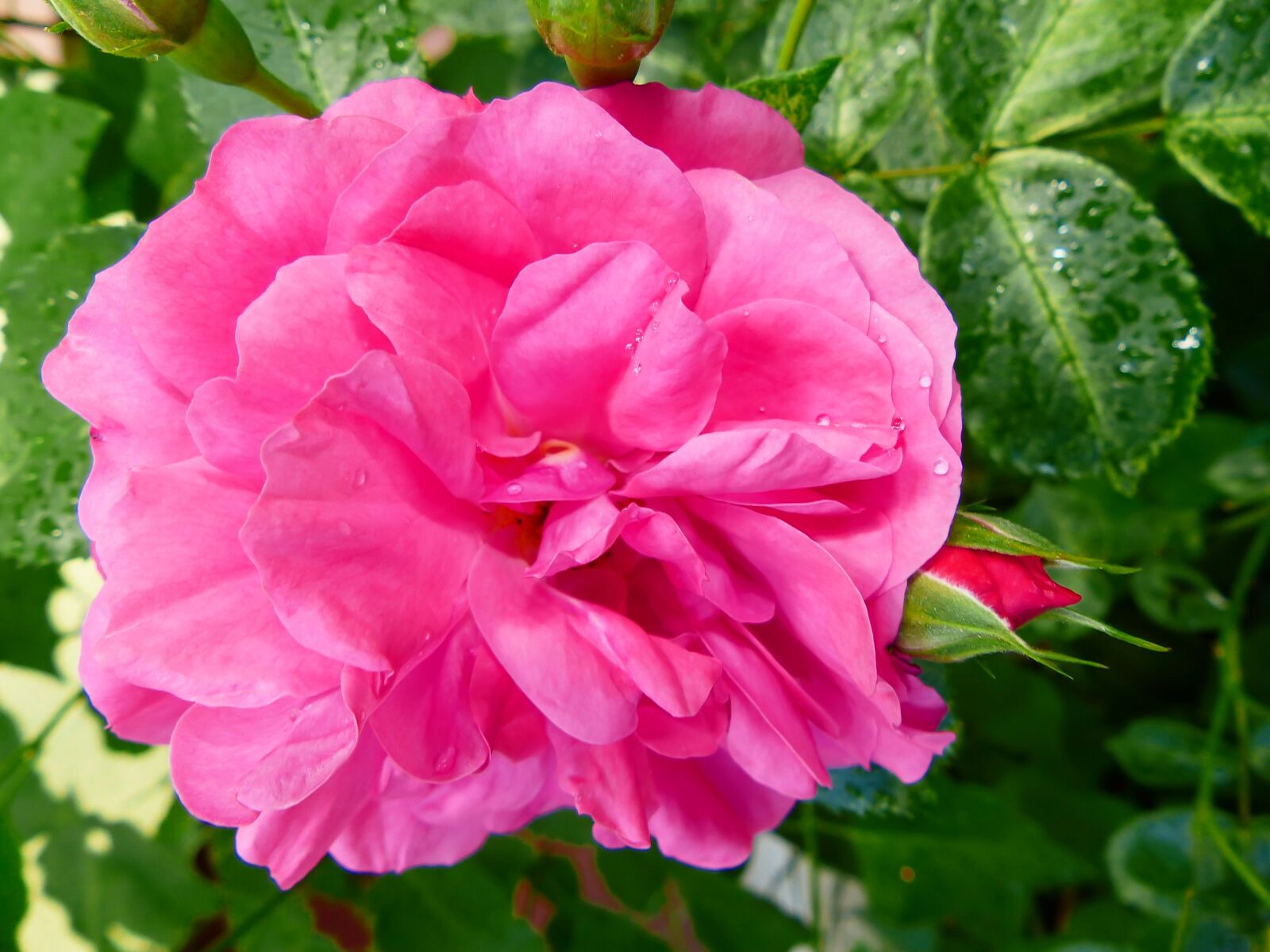 Panasonic Lumix DMC-FZ200 sample photo. Flower, plant, nature photography