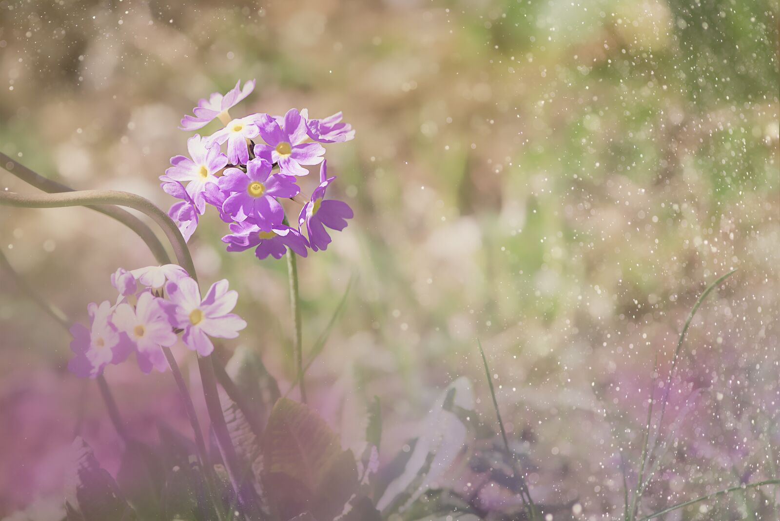 Nikon D750 sample photo. Drumstick, primrose, ball-primrose photography