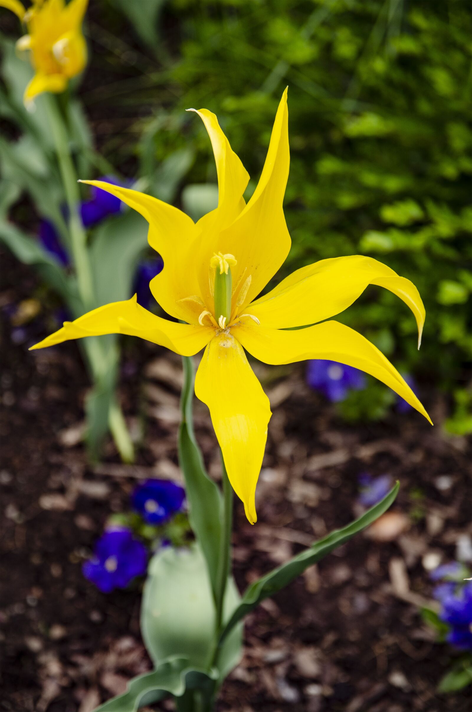 Nikon D7000 sample photo. Flower, flower bed, plant photography
