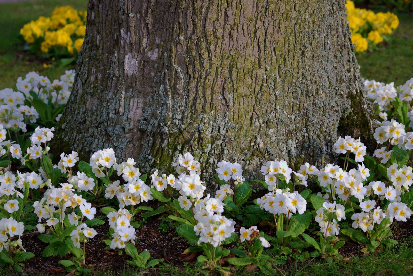Nikon D60 sample photo. Tree, flowers, nature photography