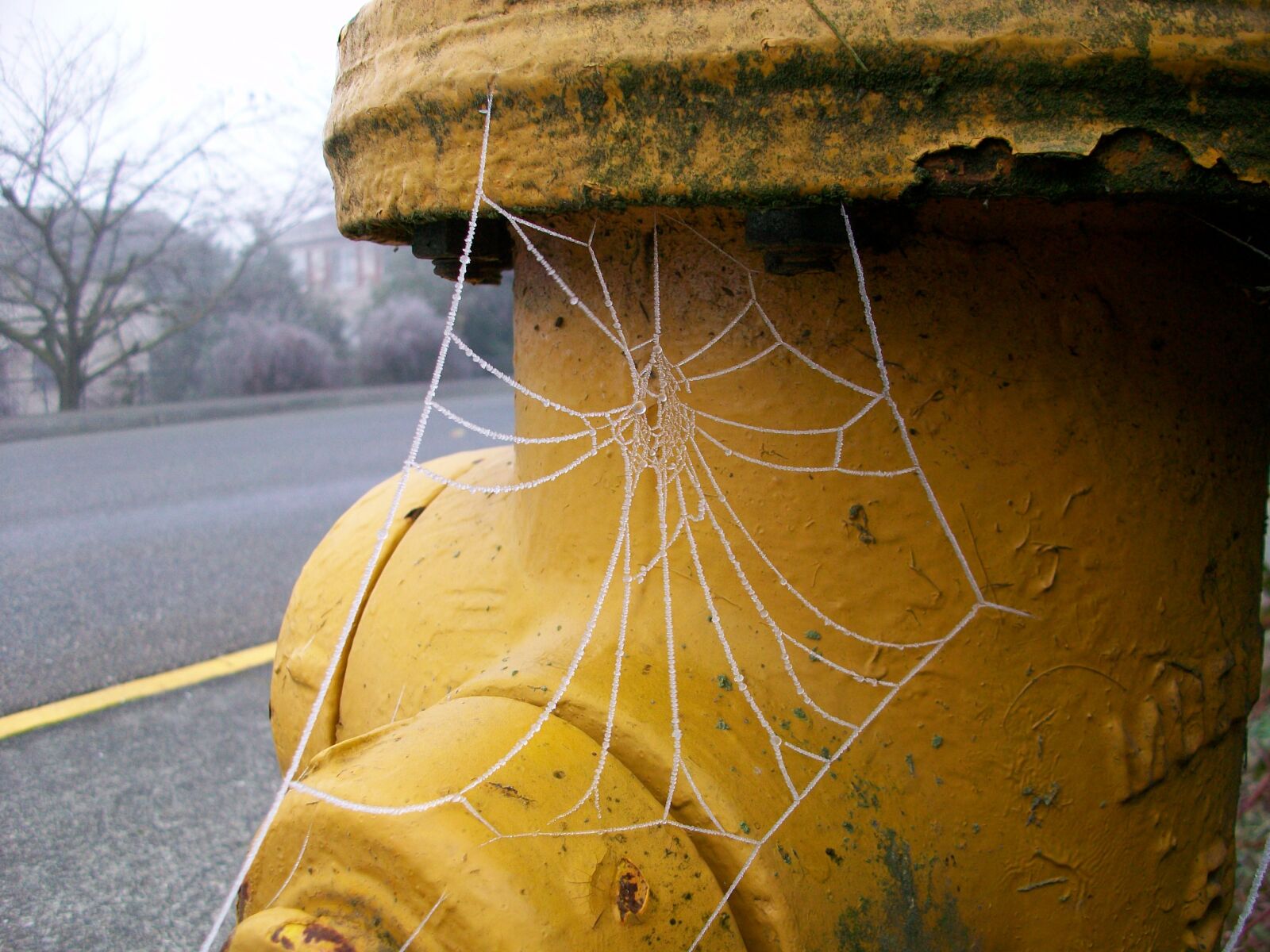 Kodak EASYSHARE M1063 DIGITAL CAMERA sample photo. Fire hydrant, spider web photography