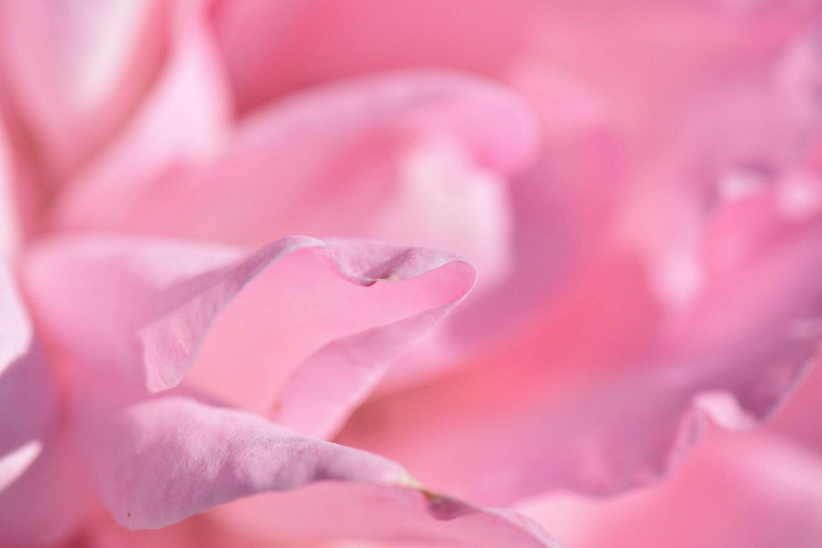 Nikon D5300 sample photo. Rose, pink, petals photography