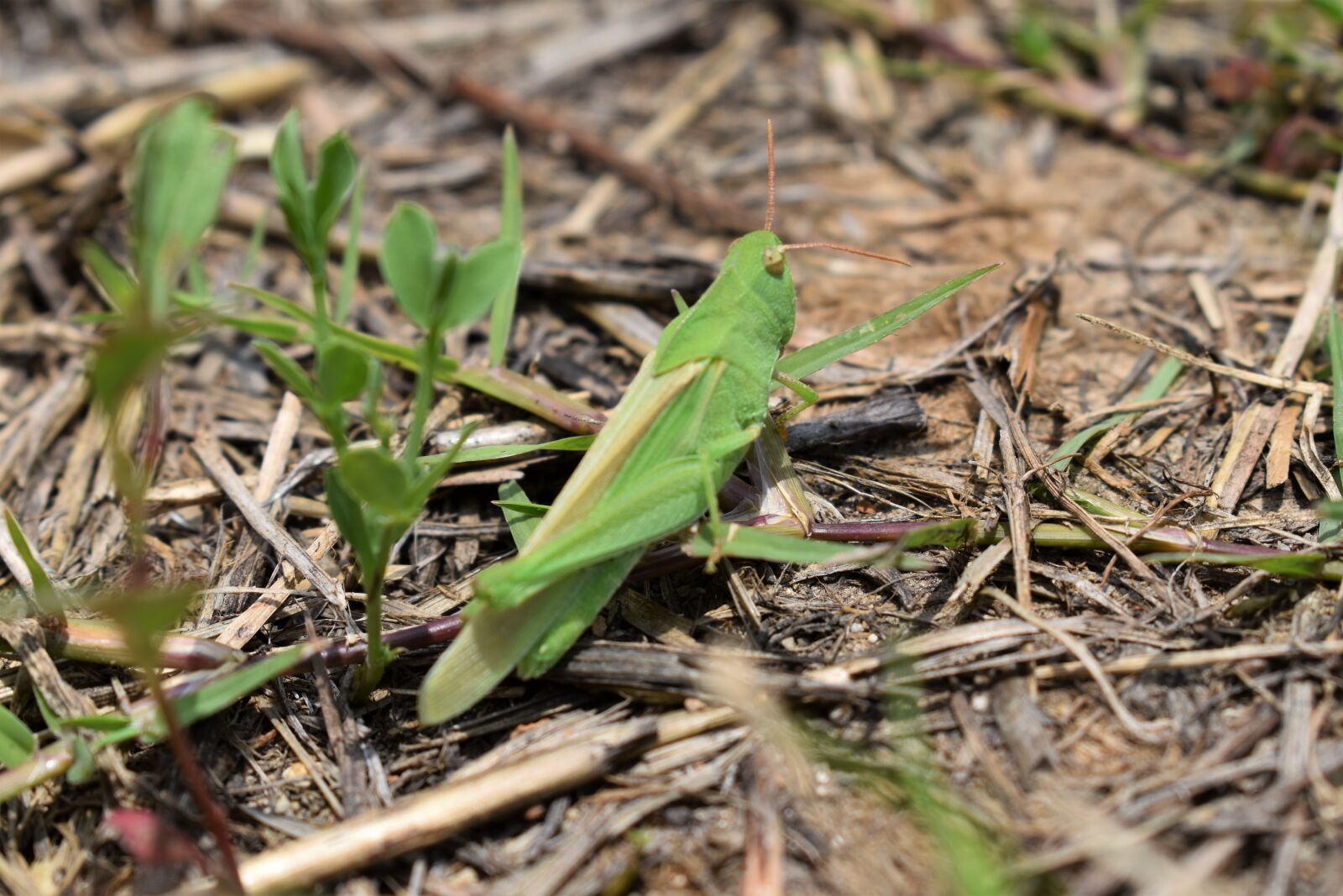 Nikon D3500 sample photo. Grasshopper, bug, locust photography