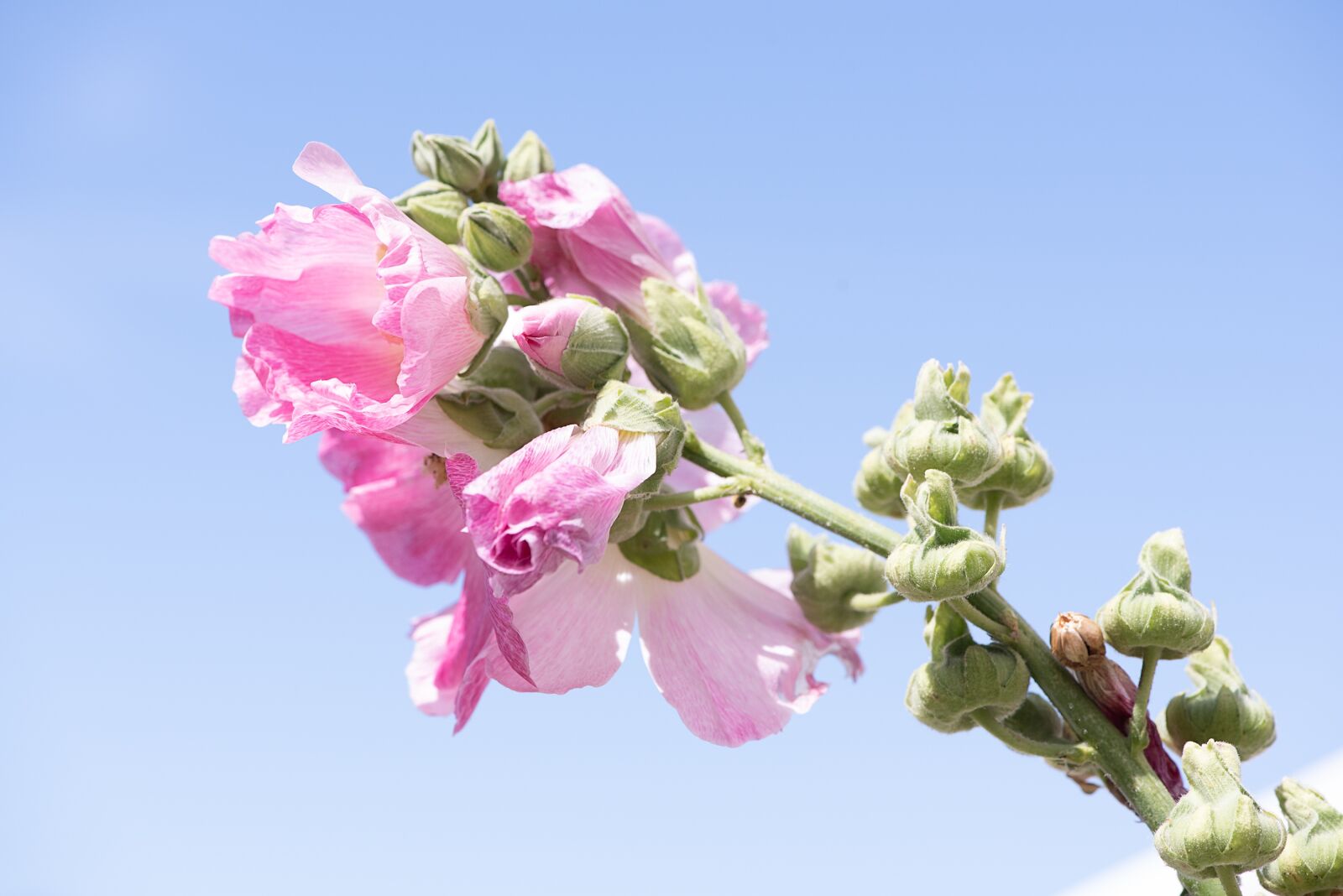 Nikon D750 sample photo. Stock rose, pink, pink photography