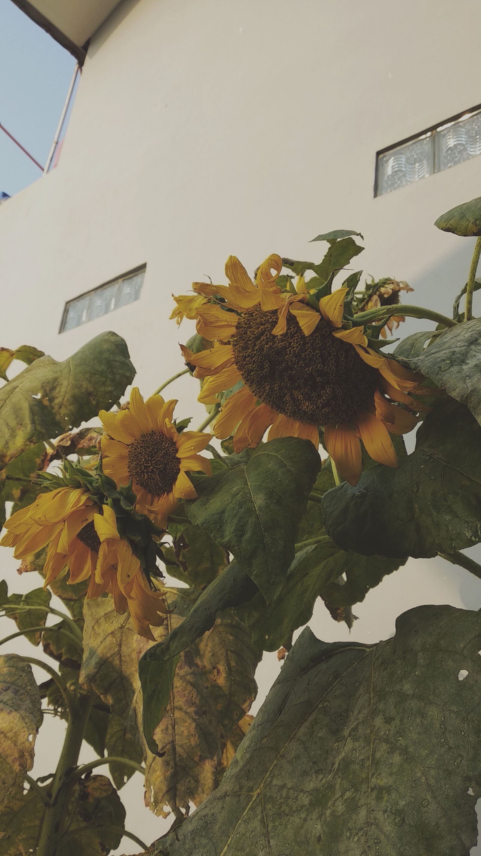 Xiaomi Mi A1 sample photo. Flower, sunflower, nature photography
