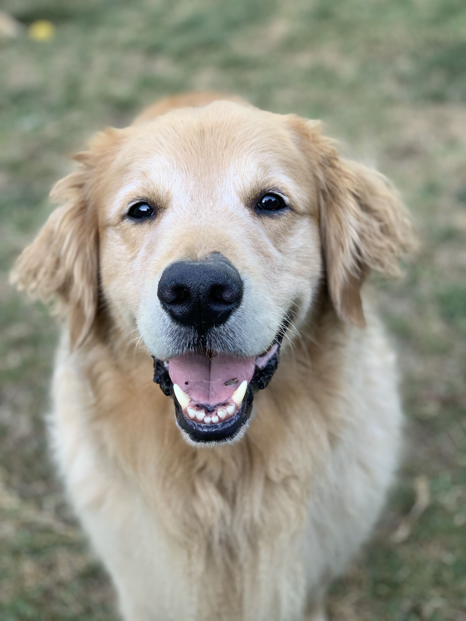 Apple iPhone XS Max + iPhone XS Max back dual camera 6mm f/2.4 sample photo. Golden retriever, dog, pet photography