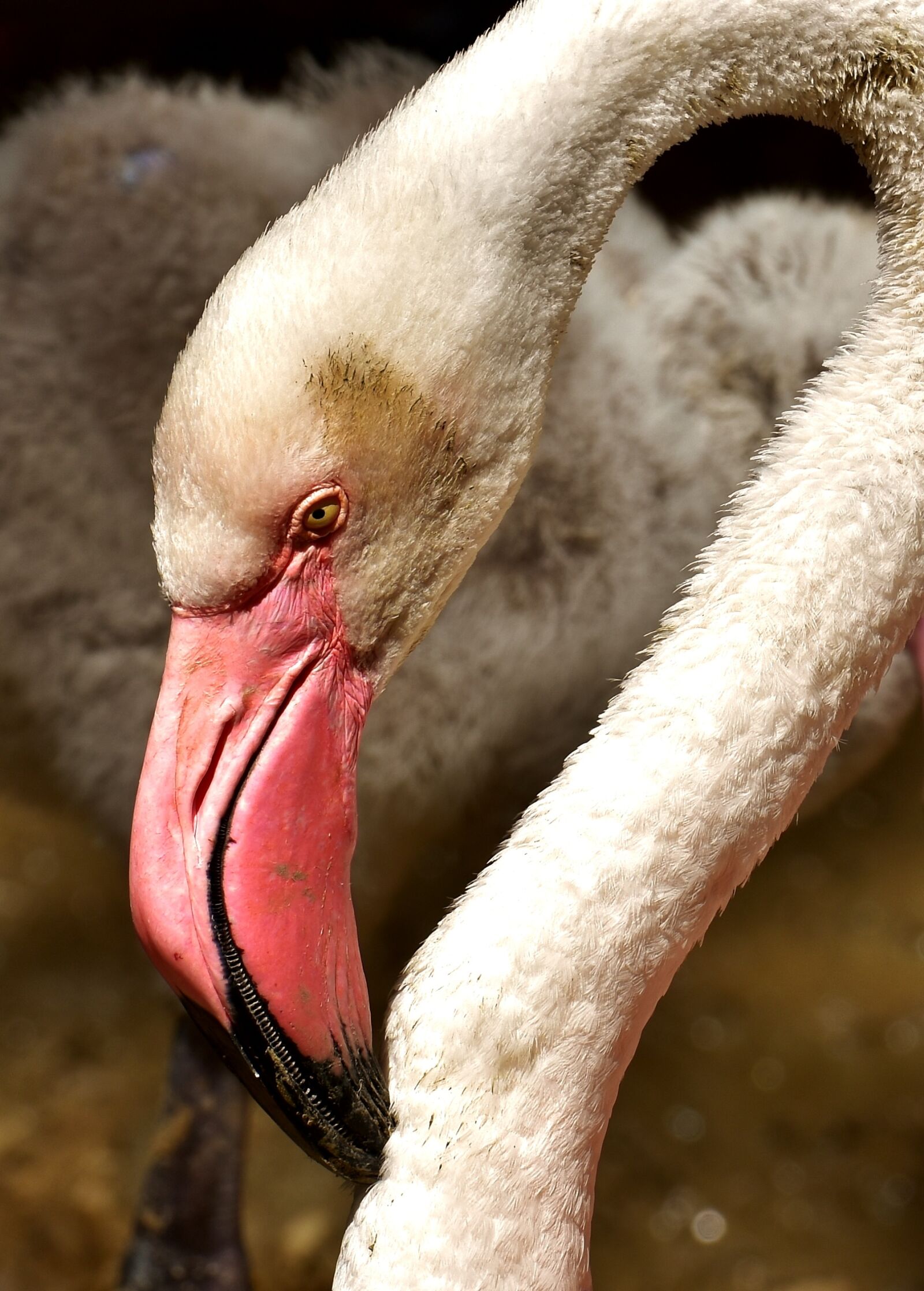 Nikon D7200 sample photo. Flamingo, bird, colorful photography