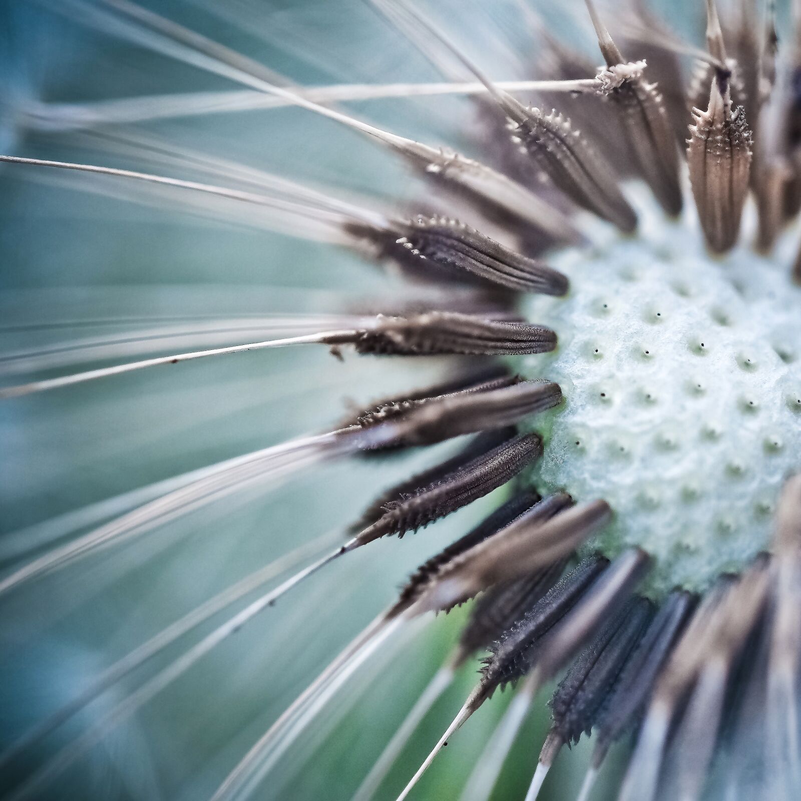 Olympus OM-D E-M10 sample photo. Dandelion, close up, pointed photography