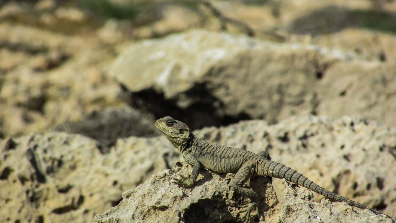 Canon PowerShot SX400 IS sample photo. Cyprus, lizard, kurkutas photography