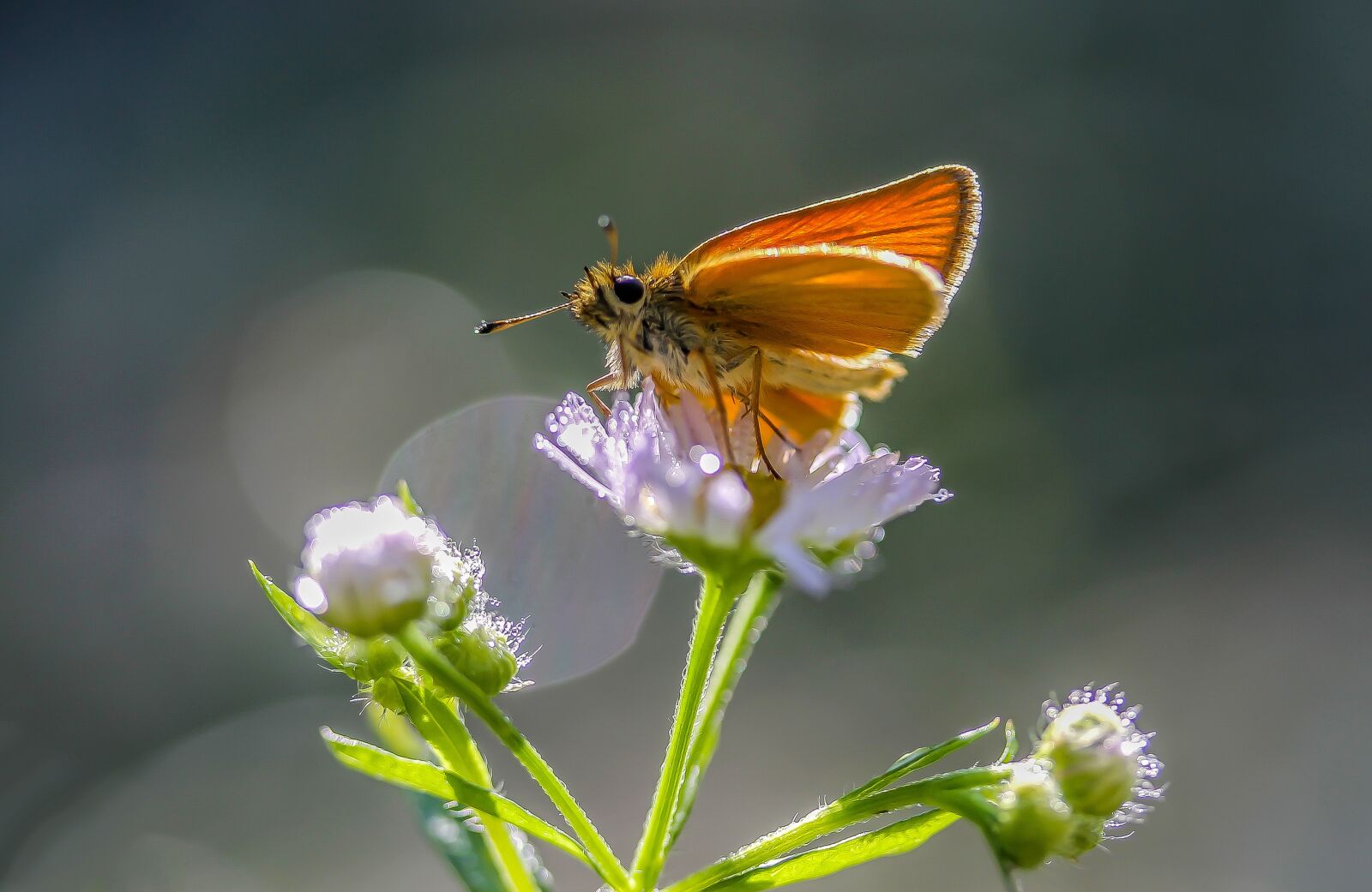 Canon EF-S 60mm F2.8 Macro USM sample photo. Butterfly, flower, insect photography