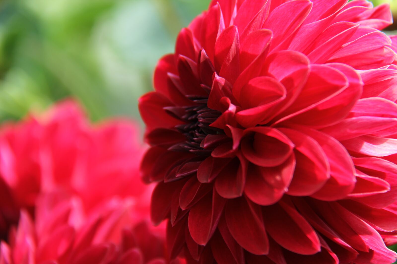Canon EF-S 18-200mm F3.5-5.6 IS sample photo. Dahlia, red, pink photography