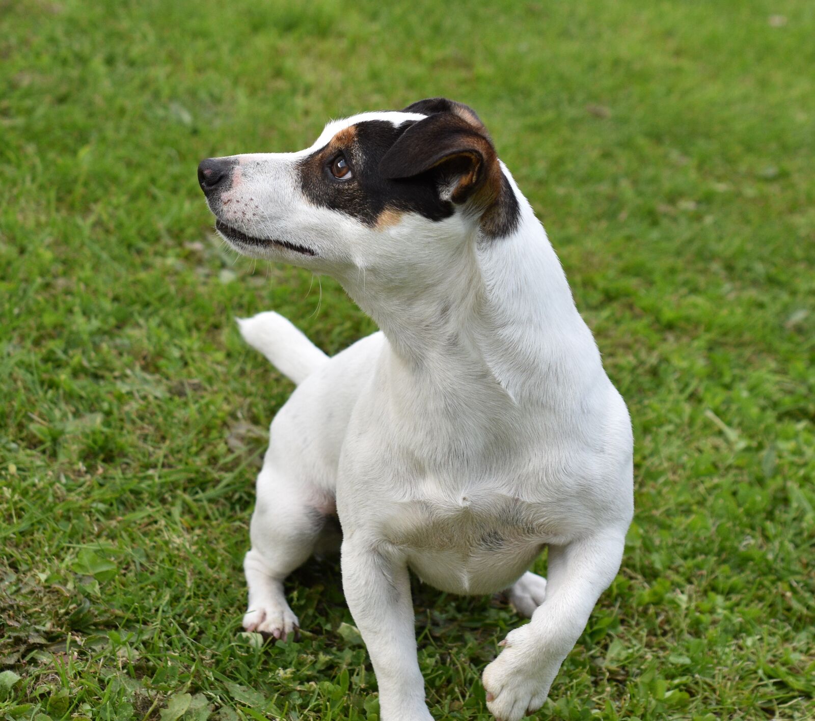 Nikon D5600 sample photo. Dog, jack russel, terrier photography