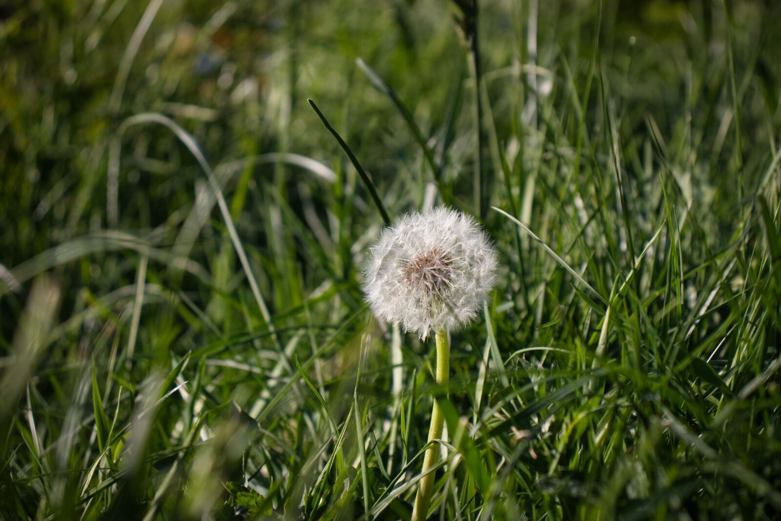 Canon EOS 200D (EOS Rebel SL2 / EOS Kiss X9) sample photo. Dandelion, grass, garden photography