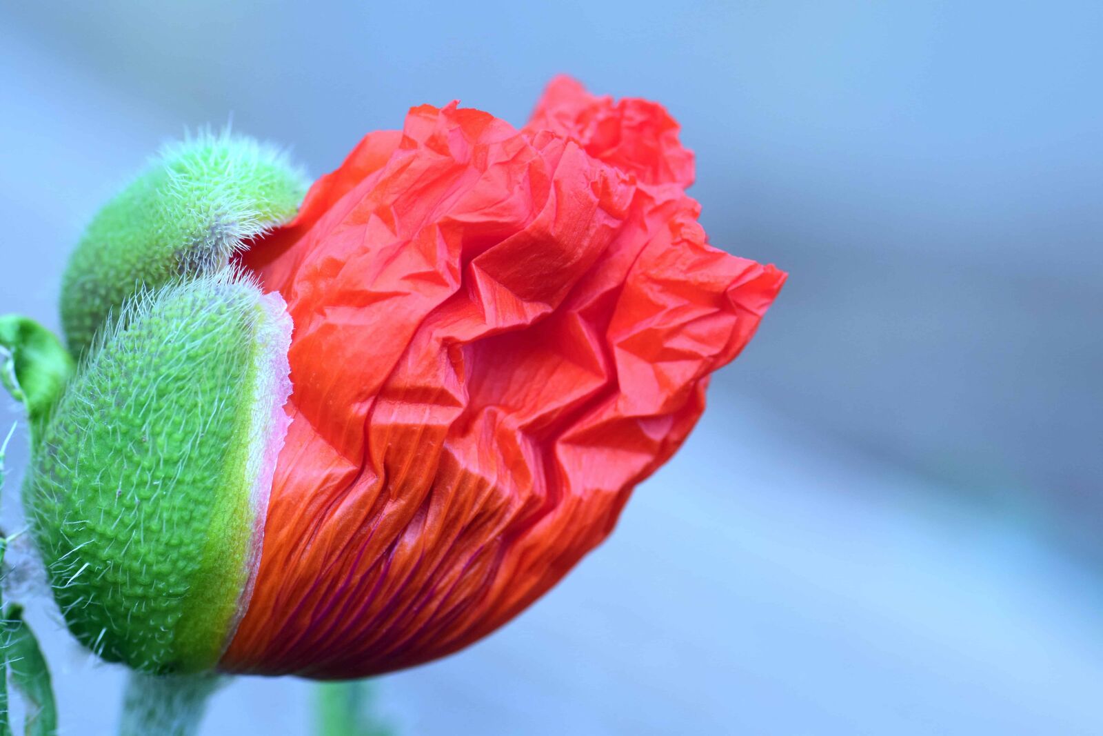 Nikon D3300 sample photo. Nature, wildflower, poppy, petal photography