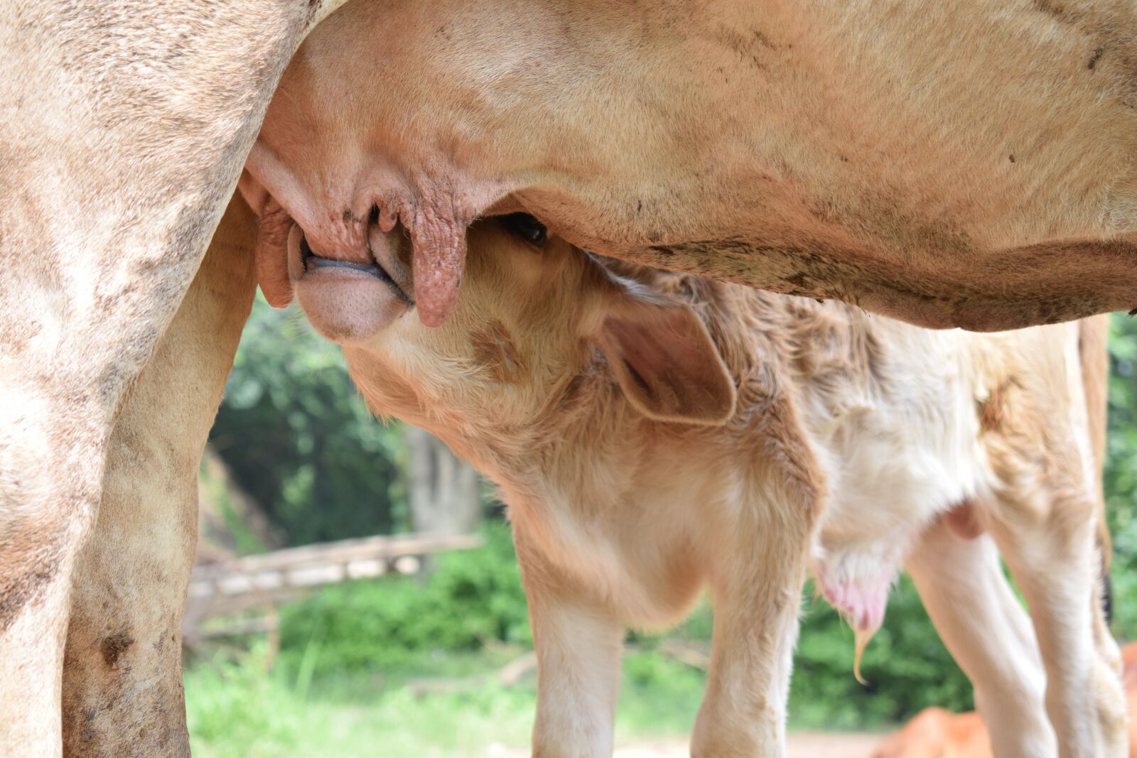 Nikon D5300 sample photo. Cuff, newborn, cow photography