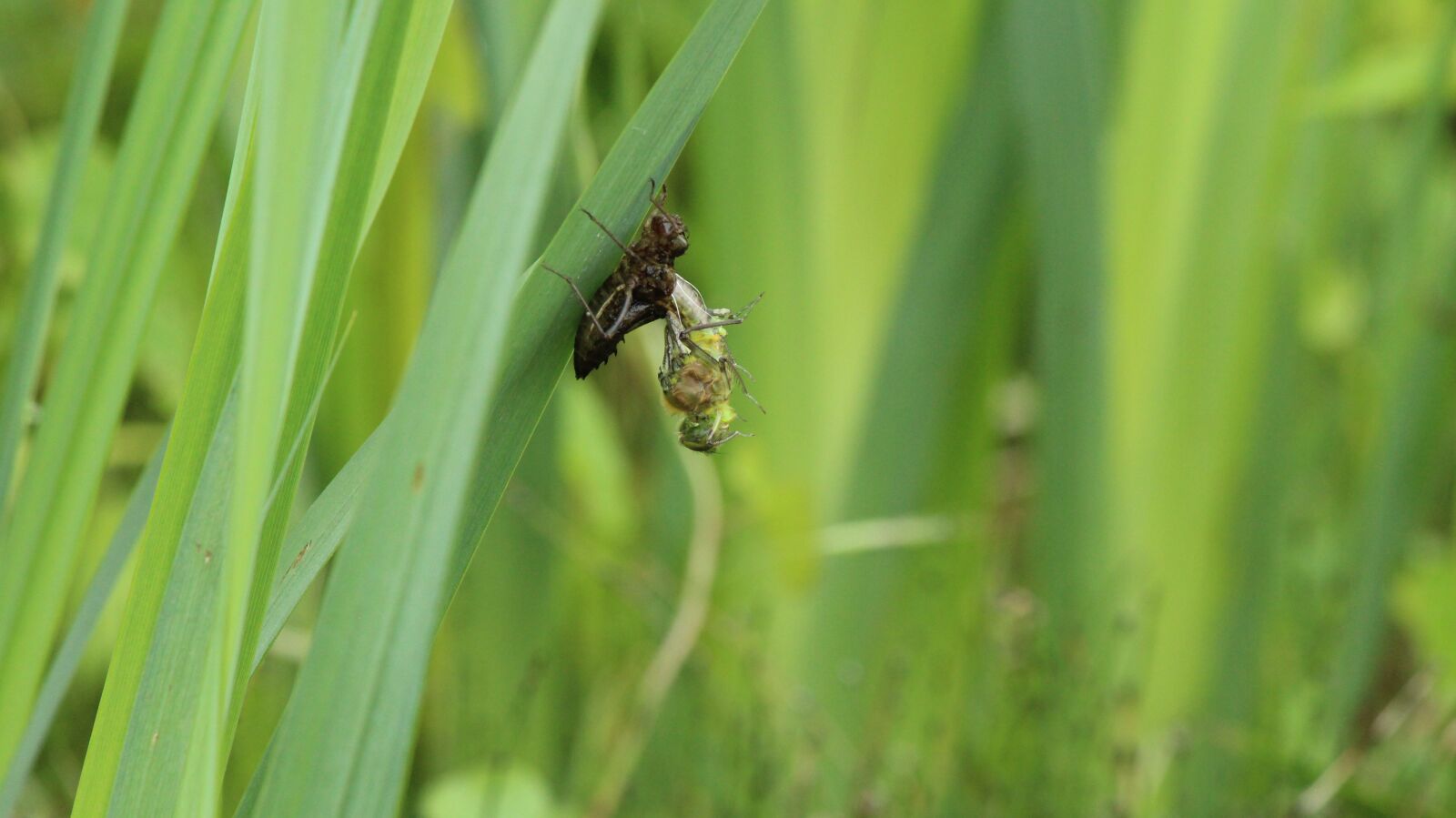 Canon EOS 600D (Rebel EOS T3i / EOS Kiss X5) sample photo. Dragonfly, close up, garden photography